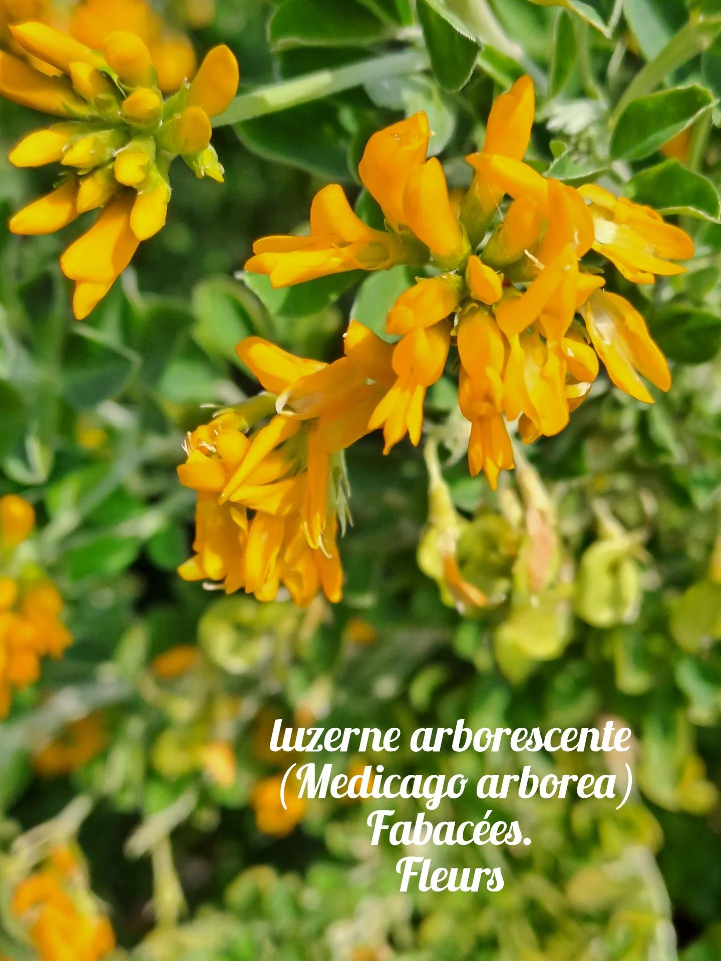 Luzerne arborescente 03 23 03 26