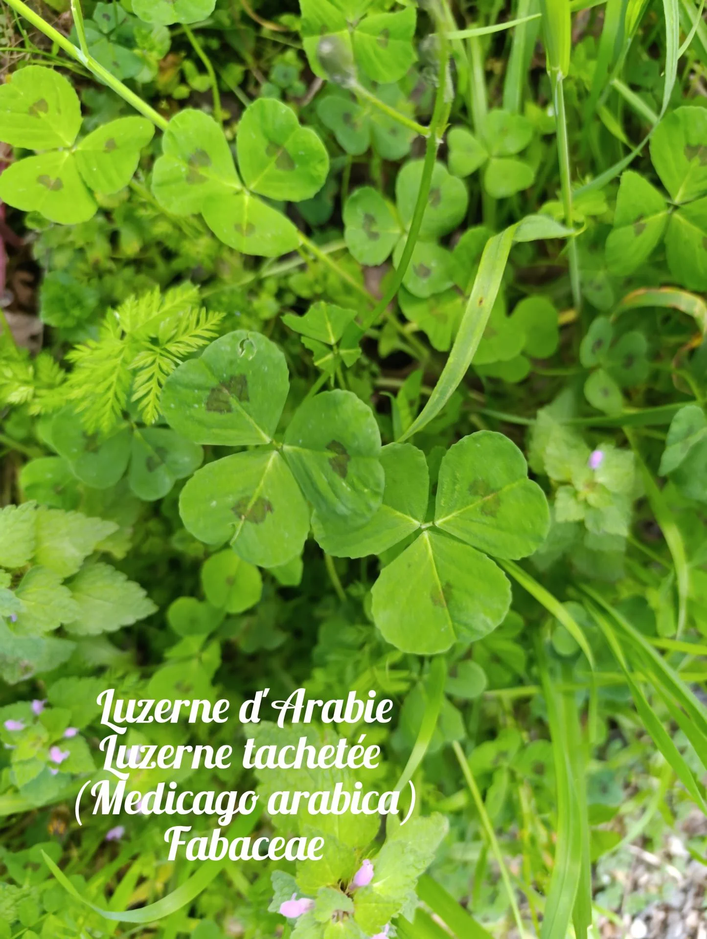 Luzerne d arabie 01 25 03 26