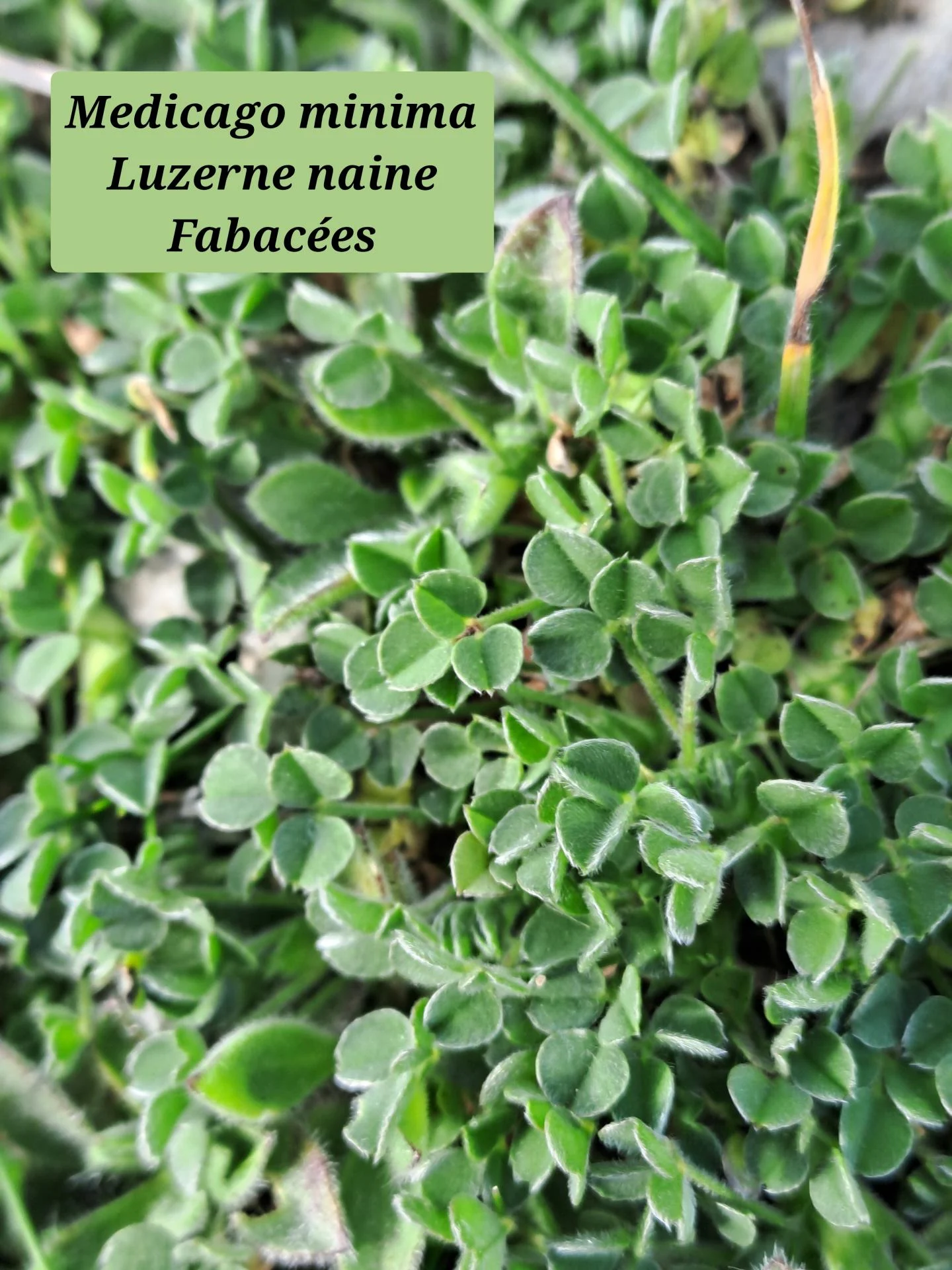 Luzerne naine 01 18 02 26