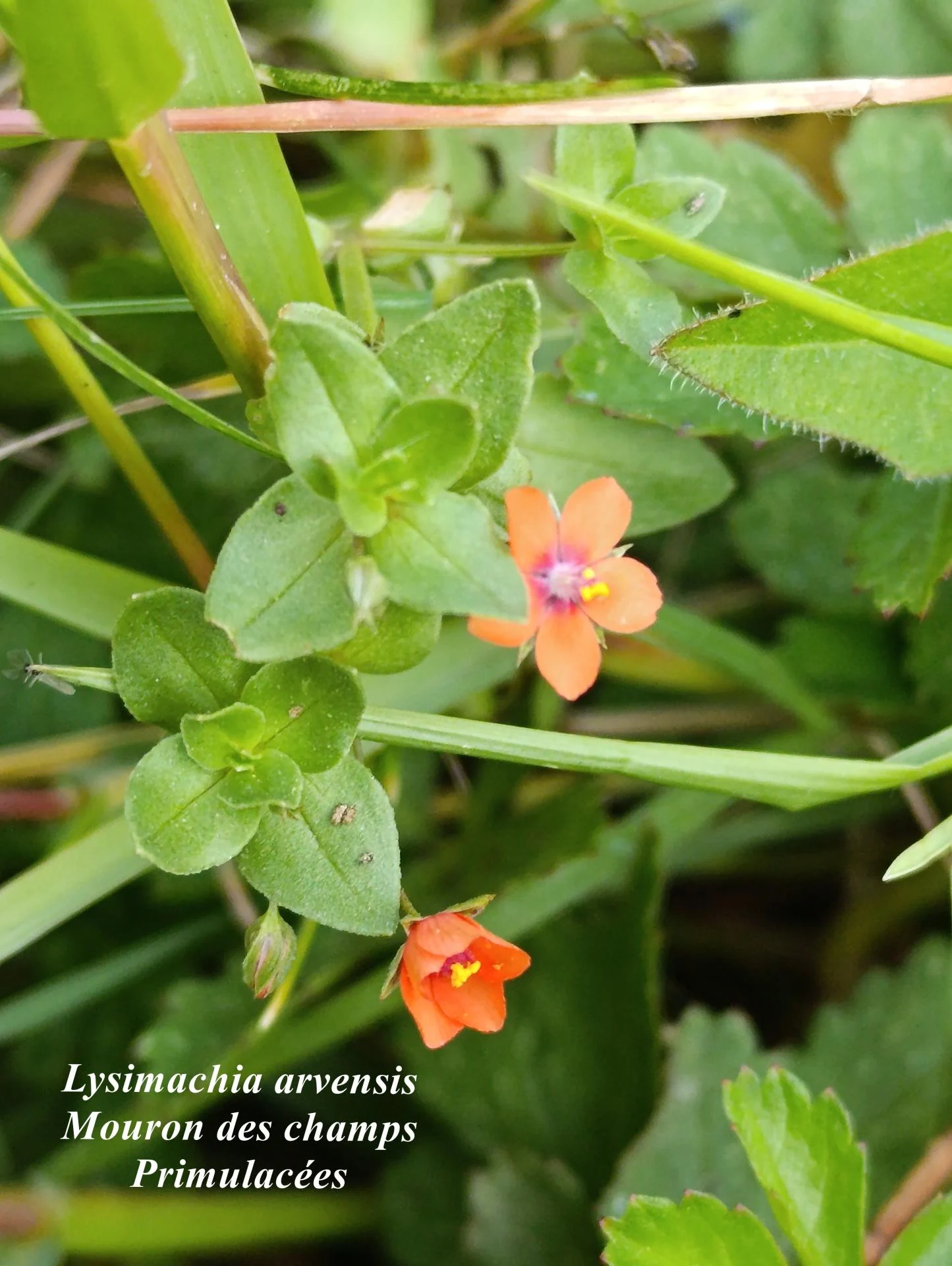 Lysimachia arvensis 15 10 2025 14h51m08