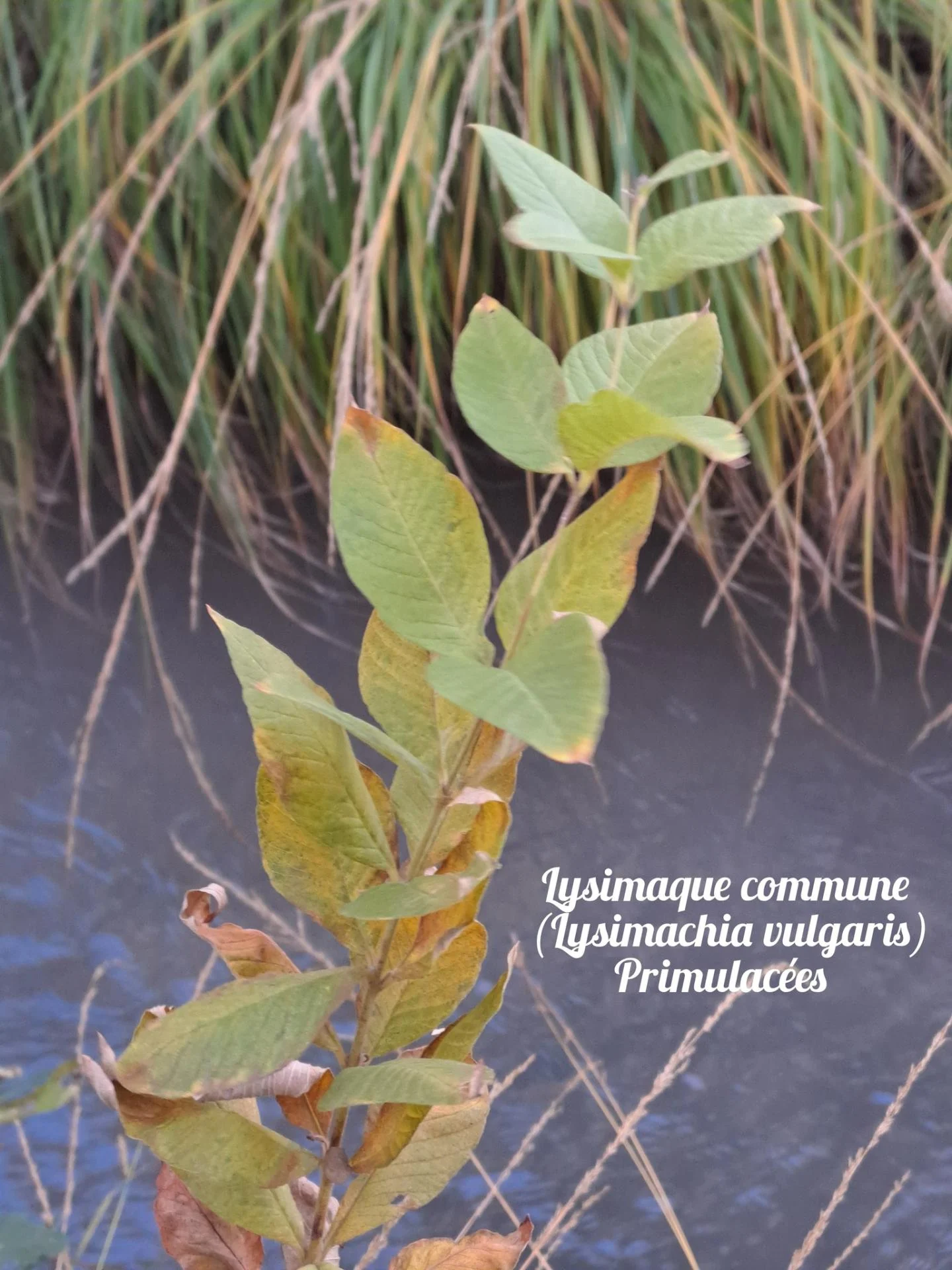 Lysimaque commune 20 11 25 01