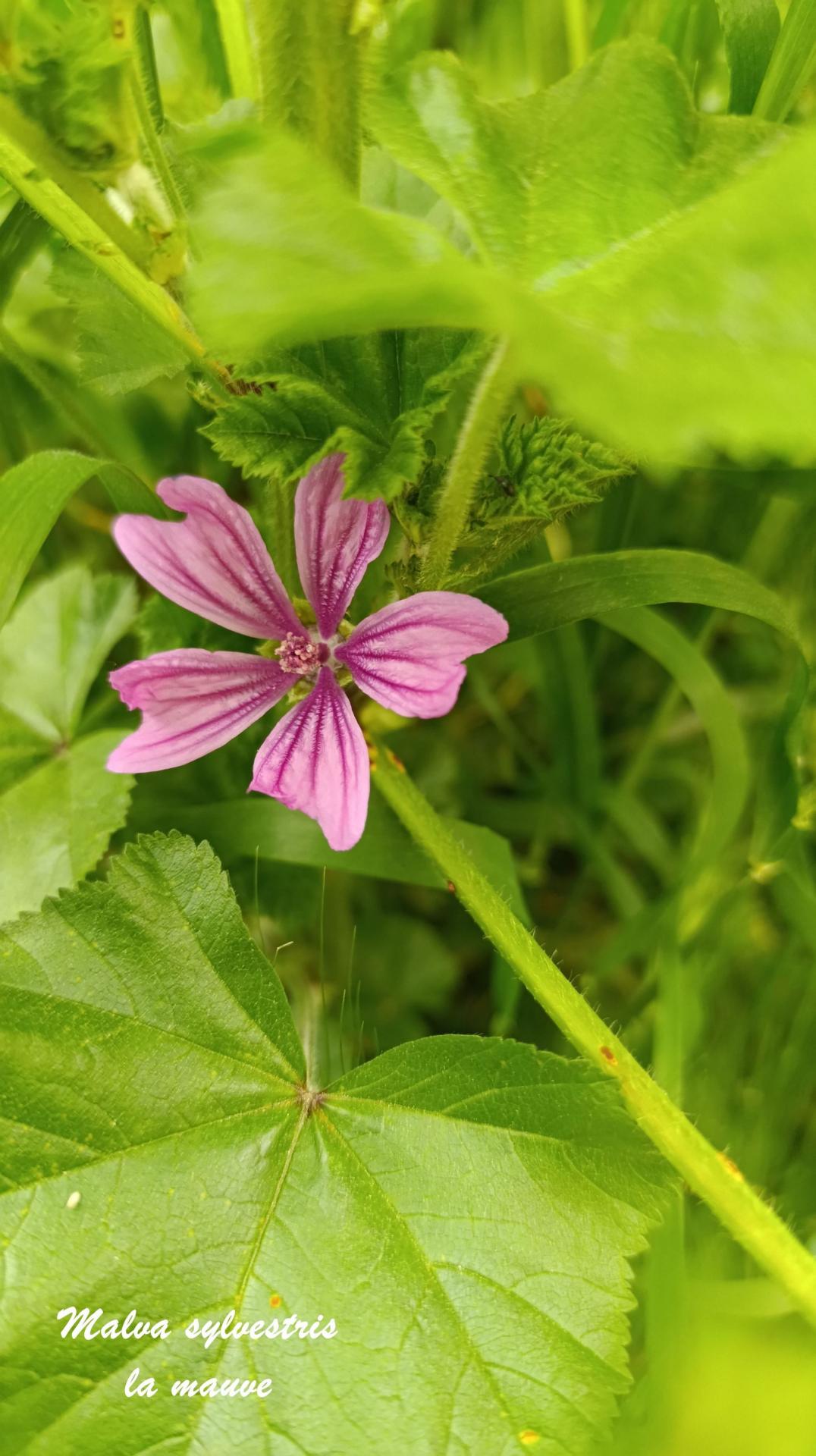 Malva 01