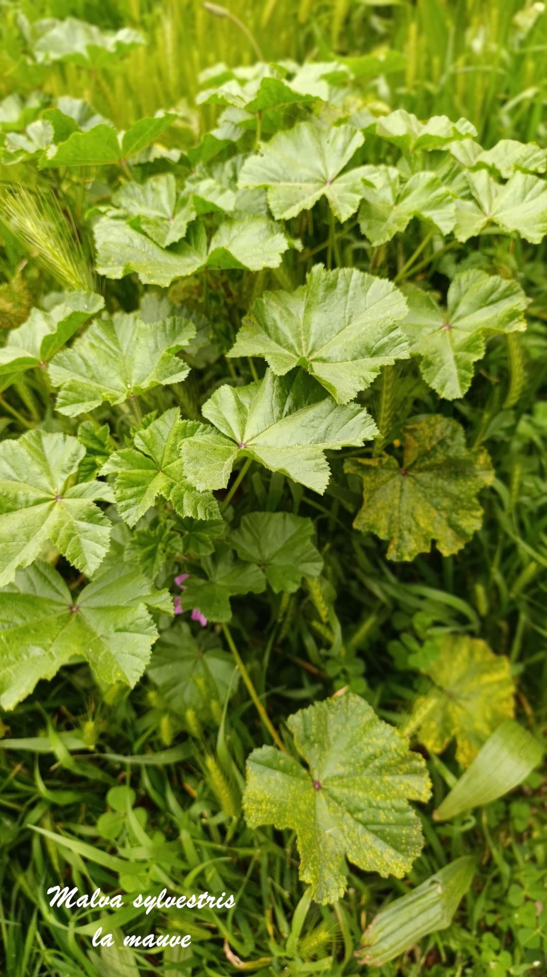 Malva 02