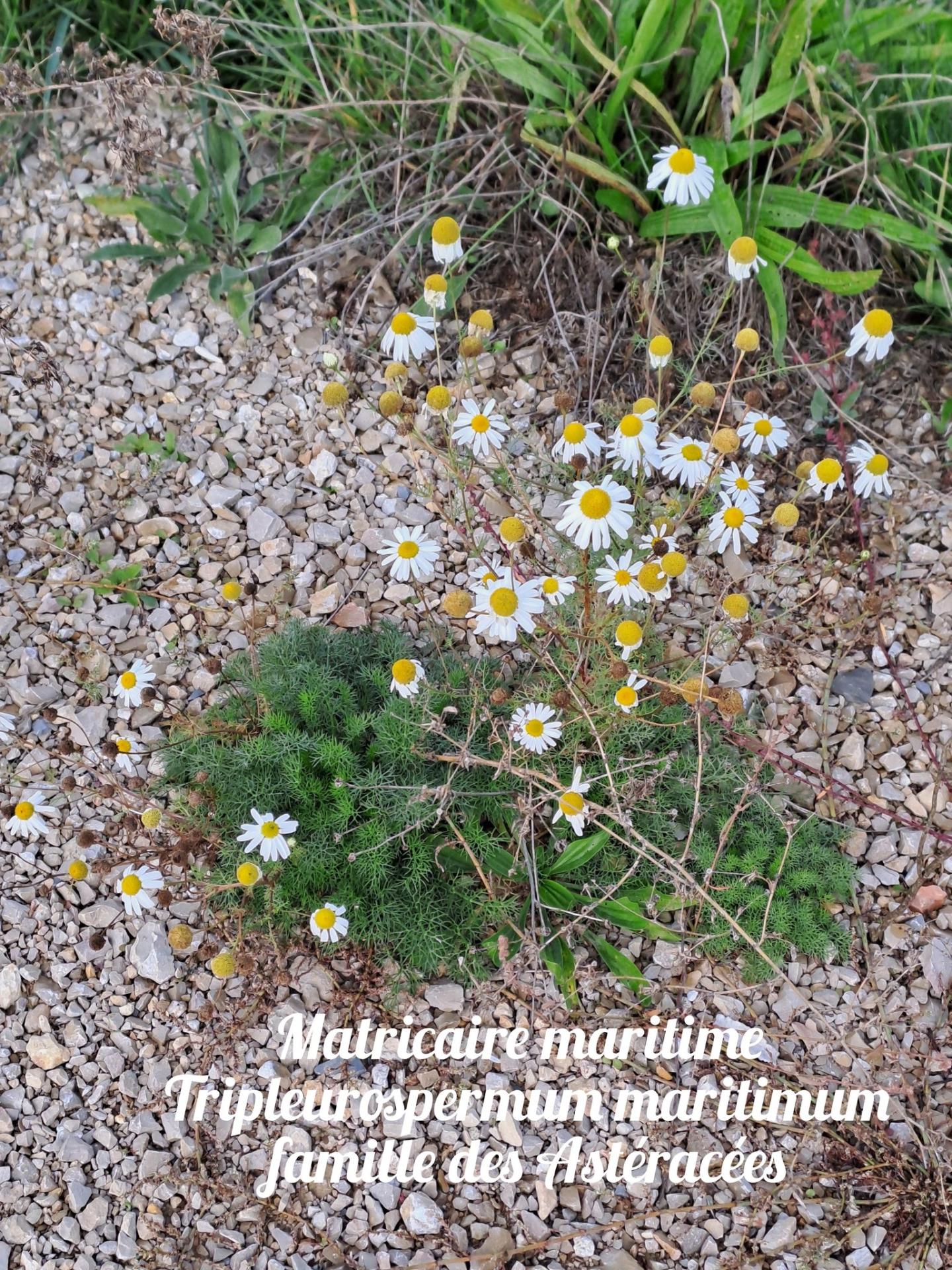 Matricaire maritime 1 22 10 25