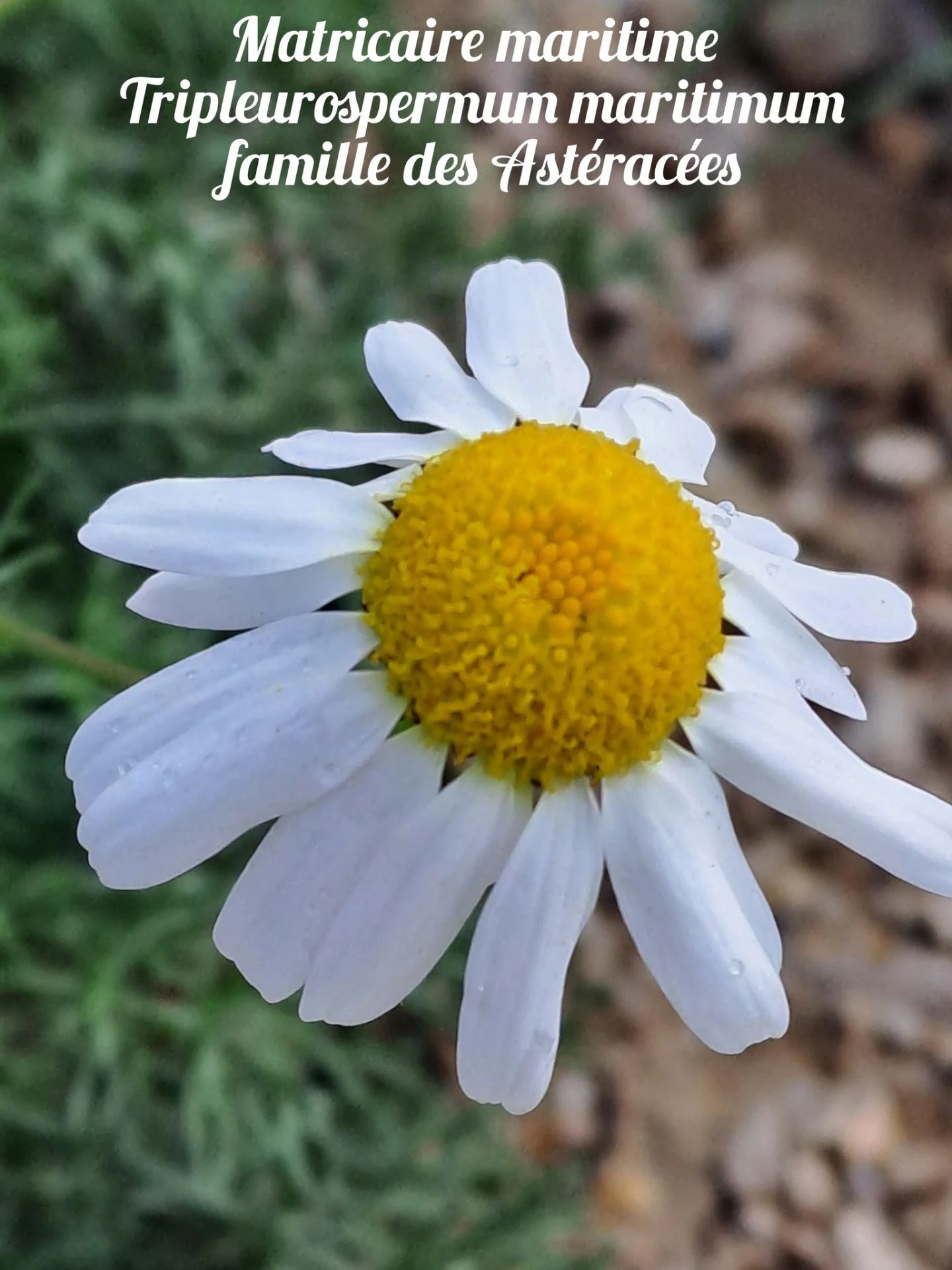 Matricaire maritime 2 22 10 25