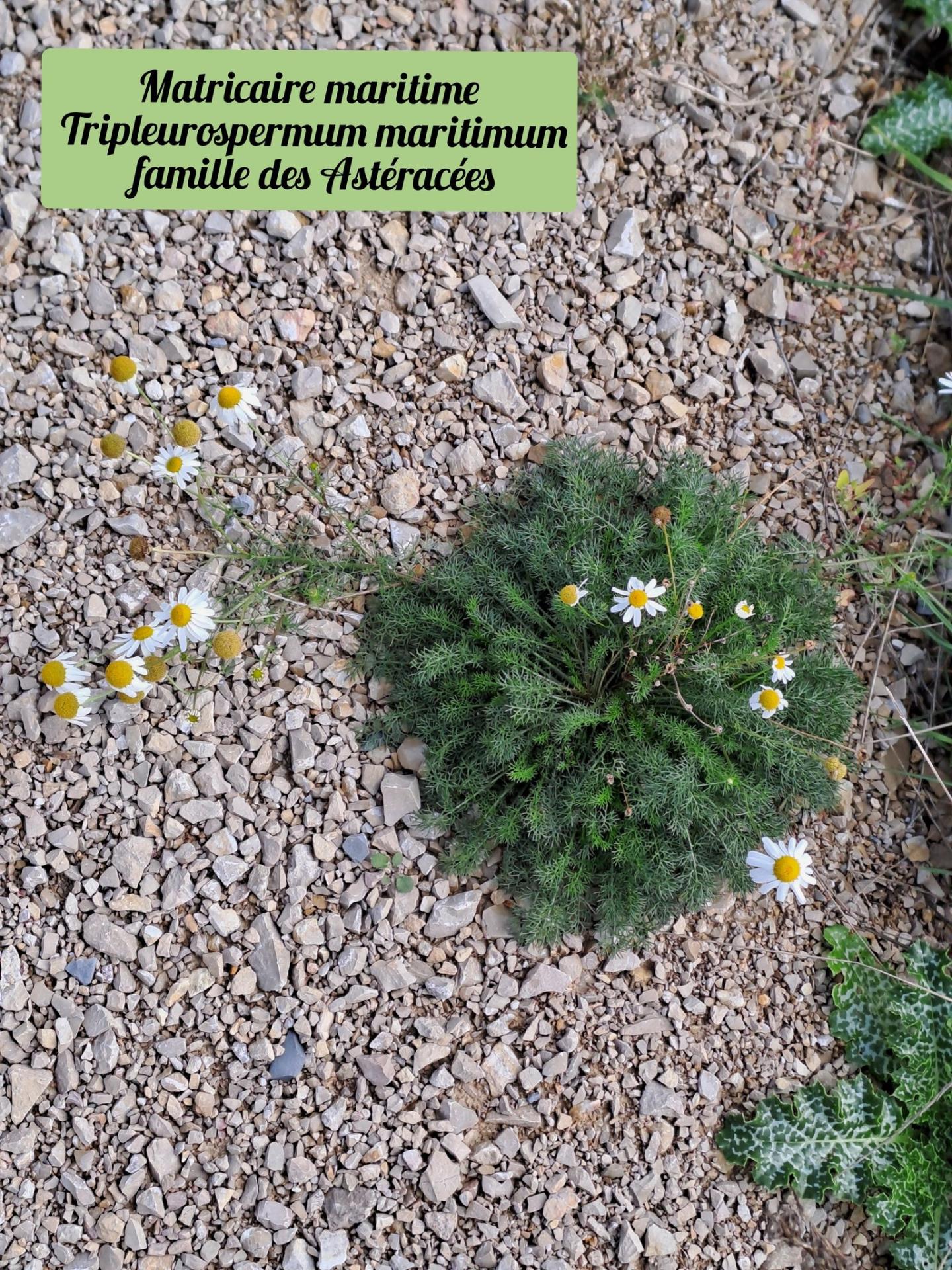 Matricaire maritime 3 22 10 25