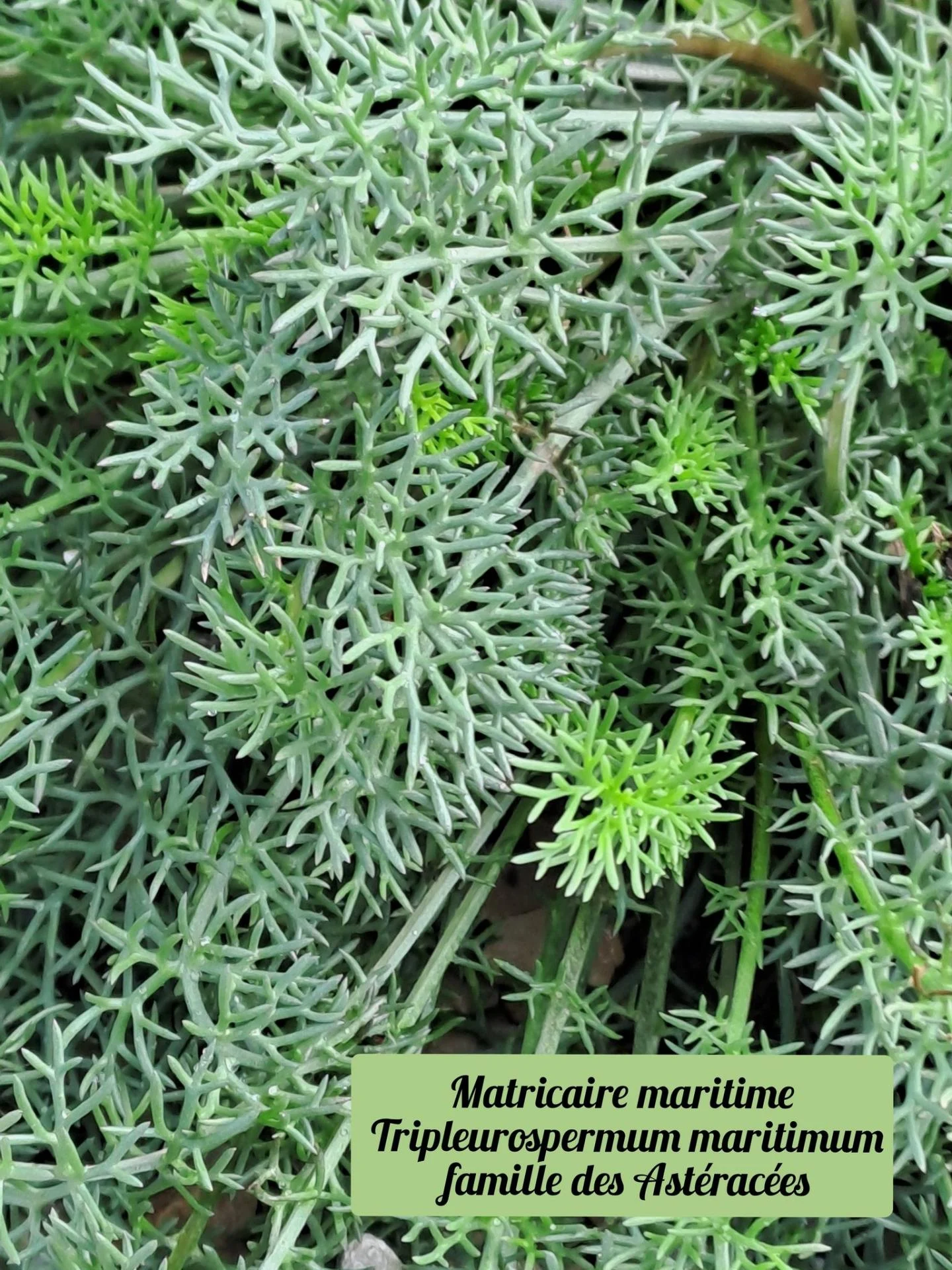 Matricaire maritime 4 22 10 25