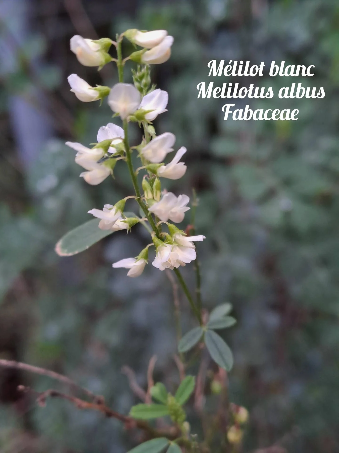 Melilot blanc 04 12 25 01