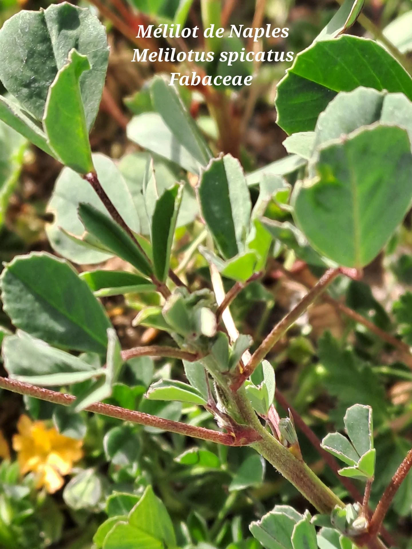 Melilot de naples 01 04 03 26