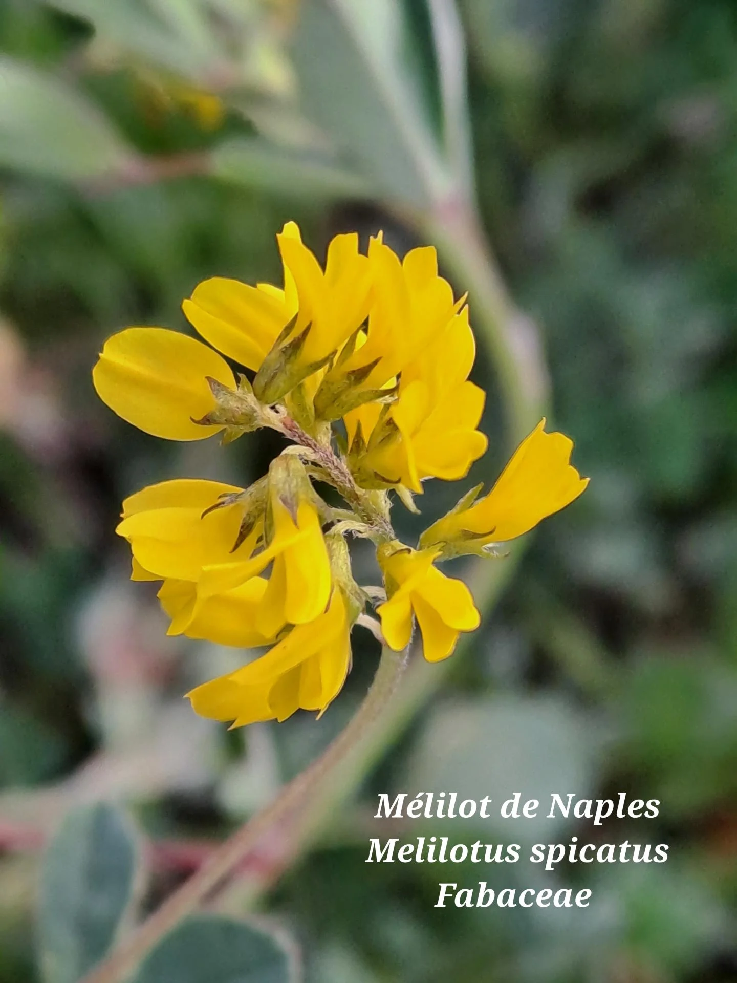 Melilot de naples 02 04 03 26