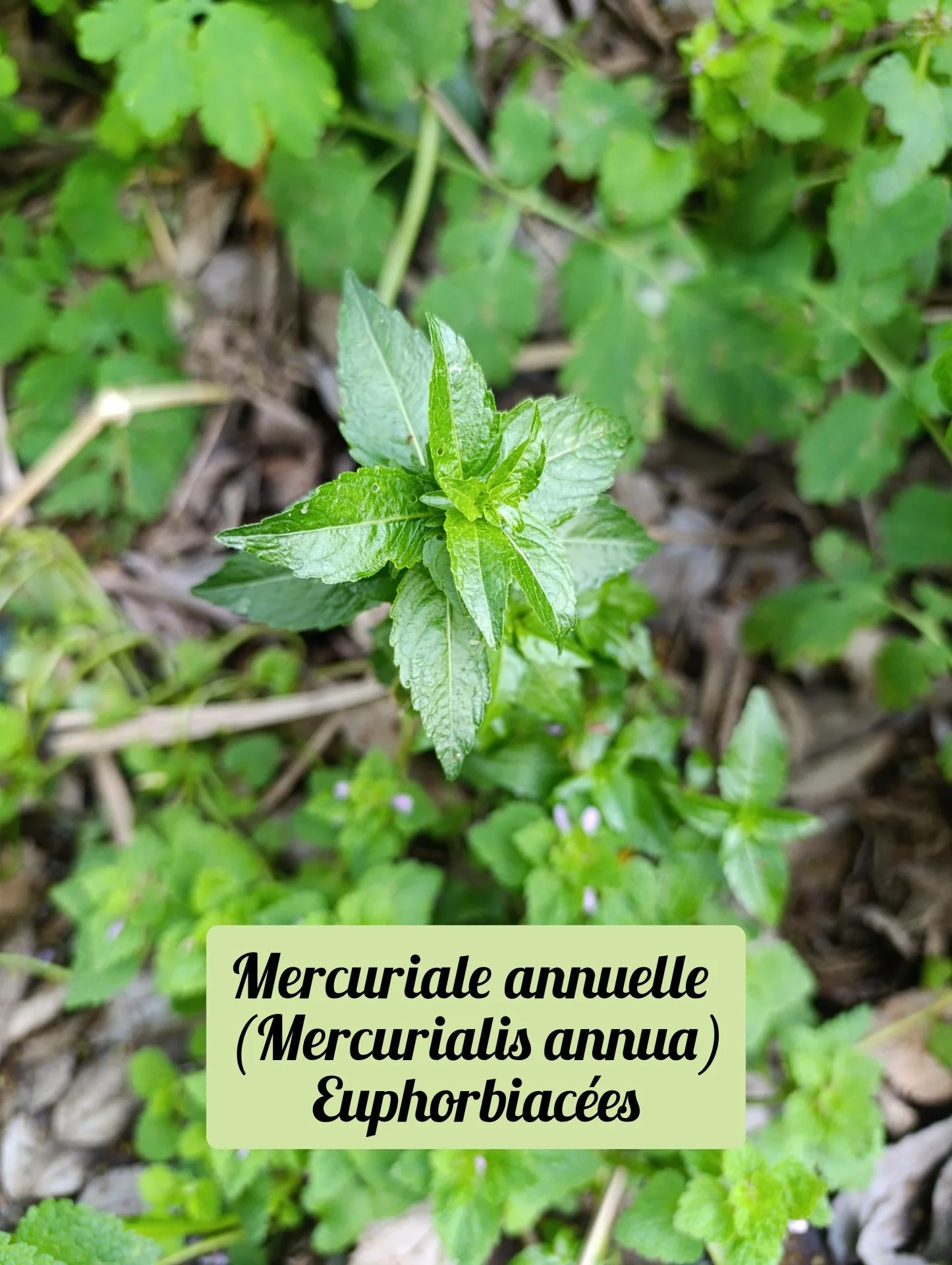 Mercuriale annuelle 01 25 03 26