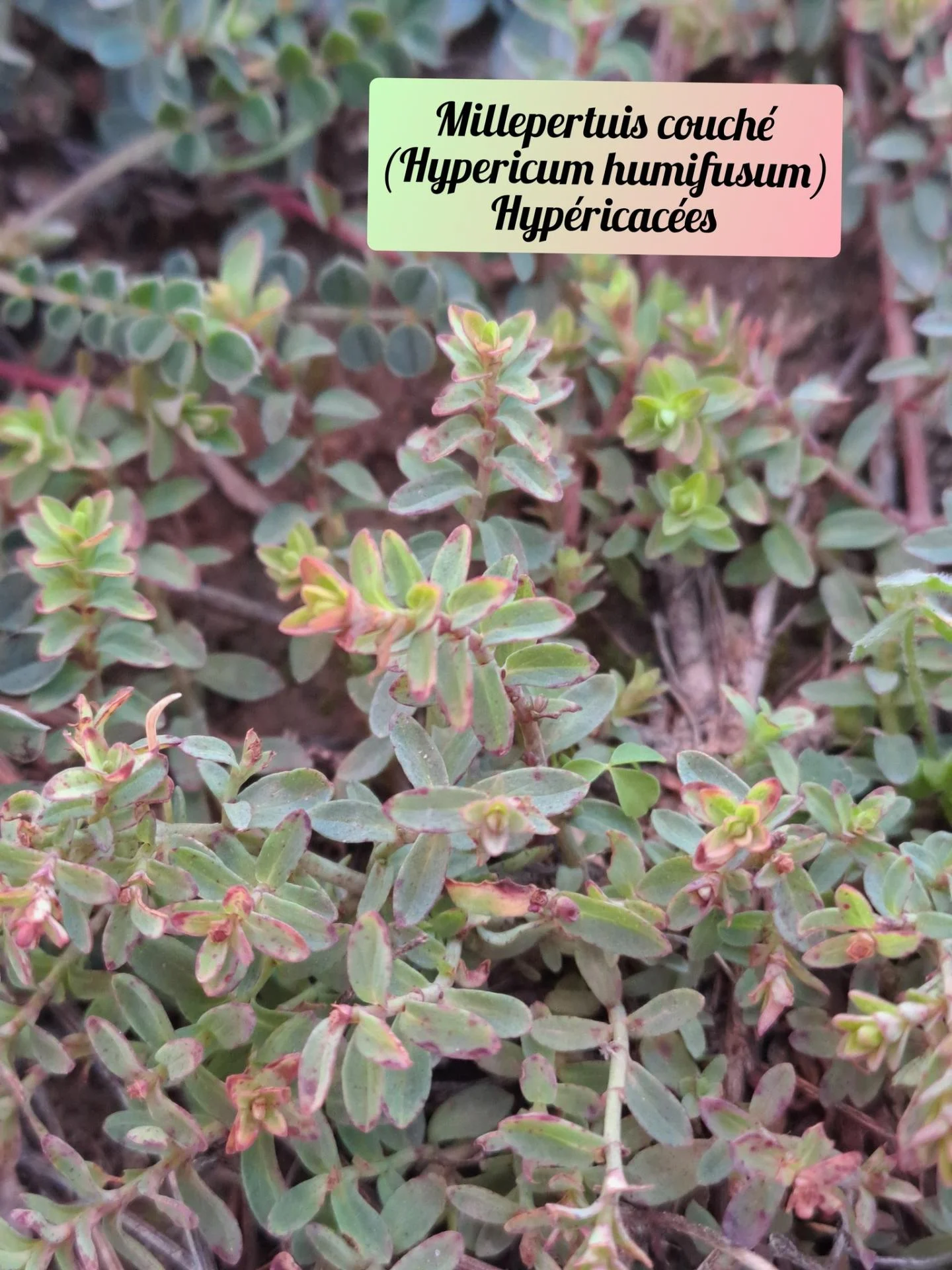 Millepertuis couche 20 11 25 01