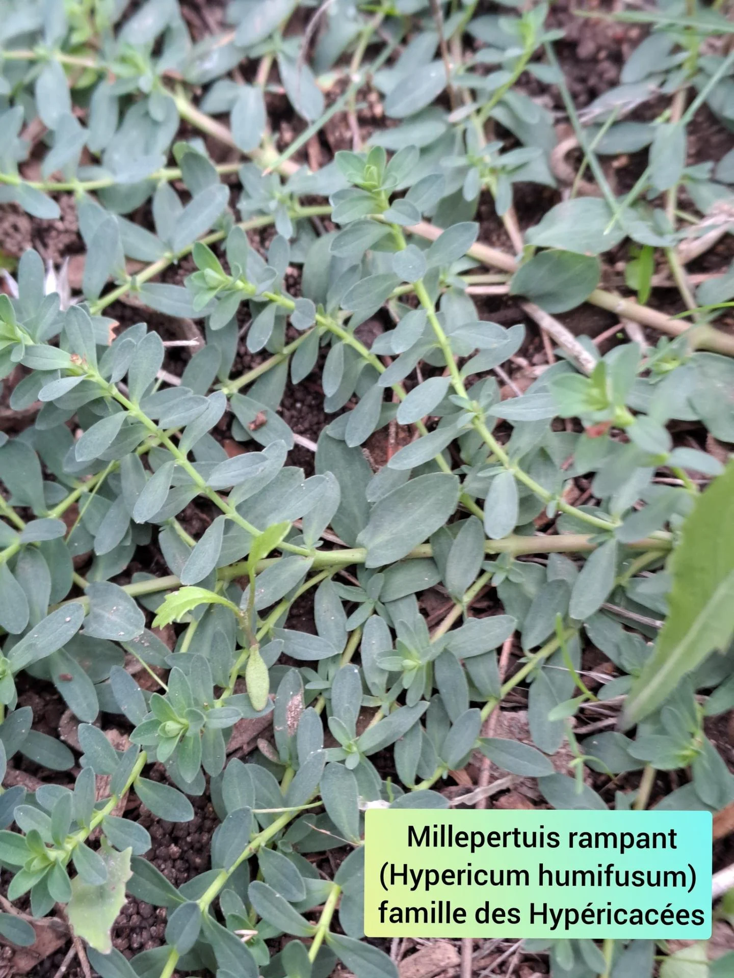 Millepertuis rampant 05 11 25 01