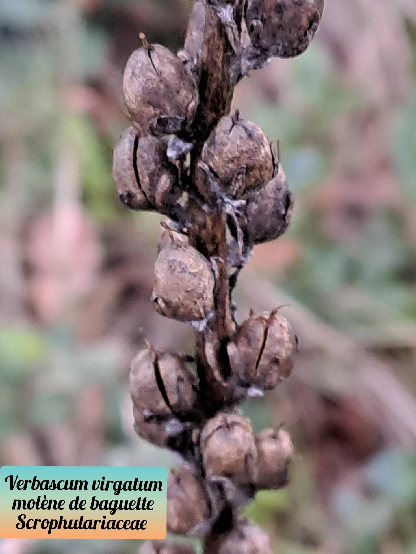 Molene de baguette 01 10 12 25