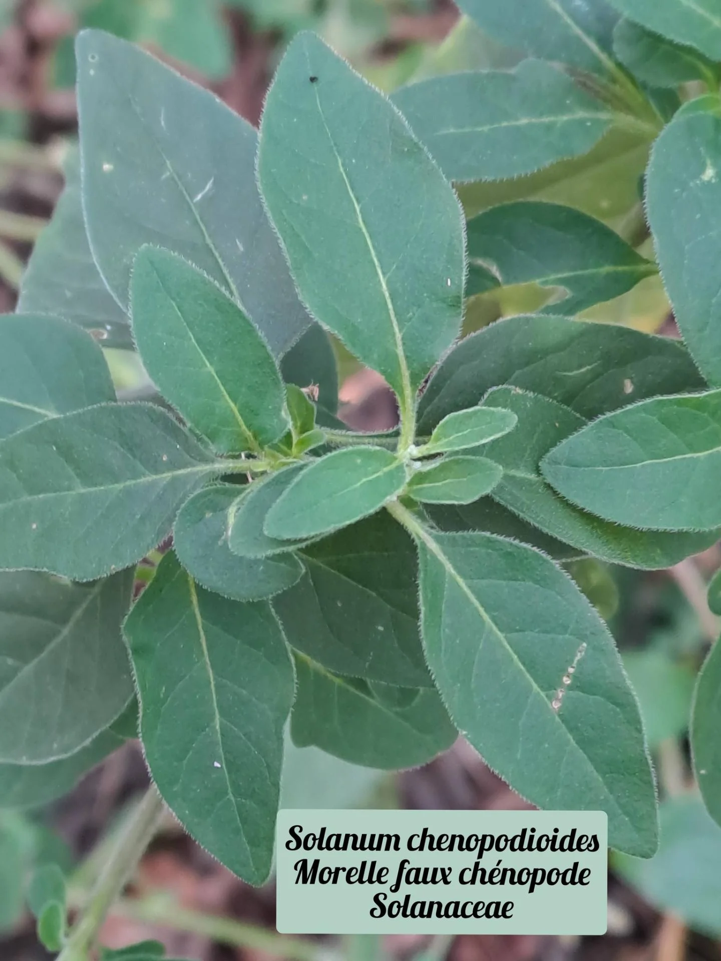 Morelle faux chenopode 01 17 12 25