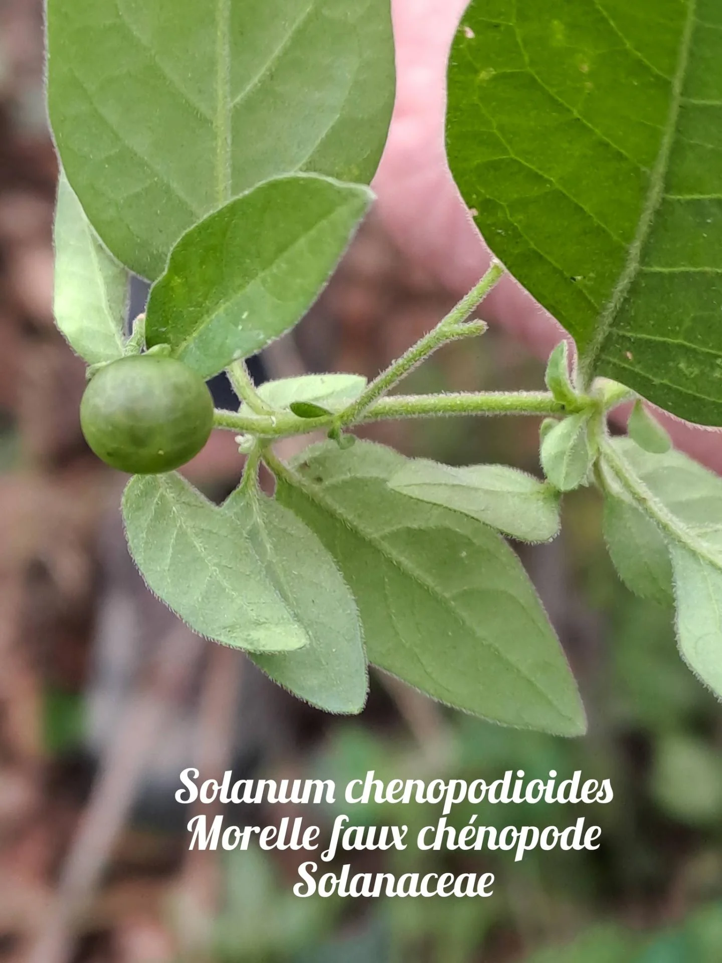 Morelle faux chenopode 02 17 12 25