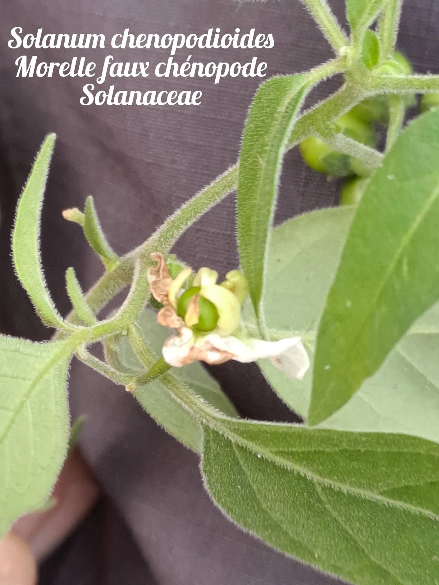 Morelle faux chenopode 03 17 12 25
