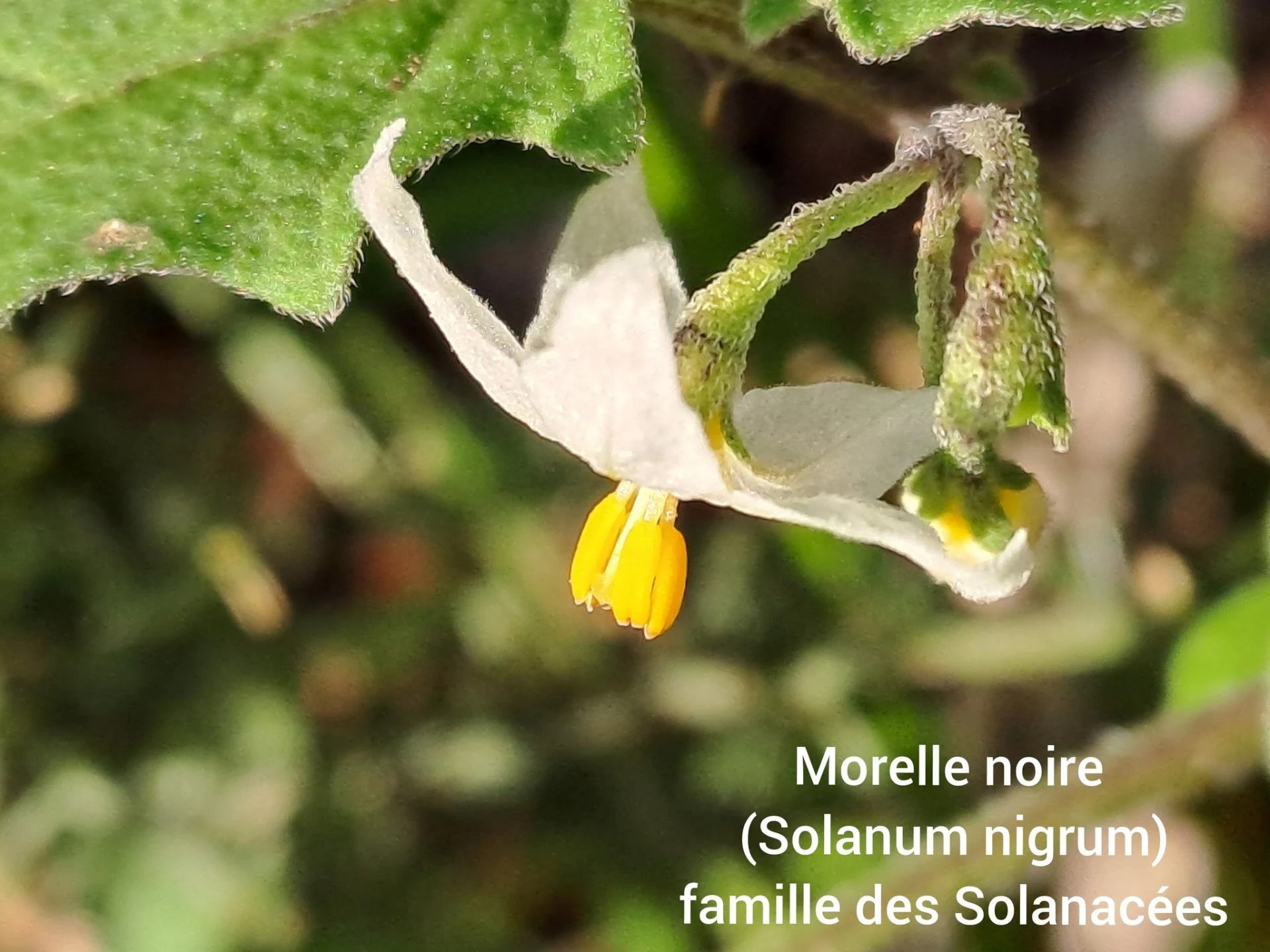 Morelle noire 05 11 25 01