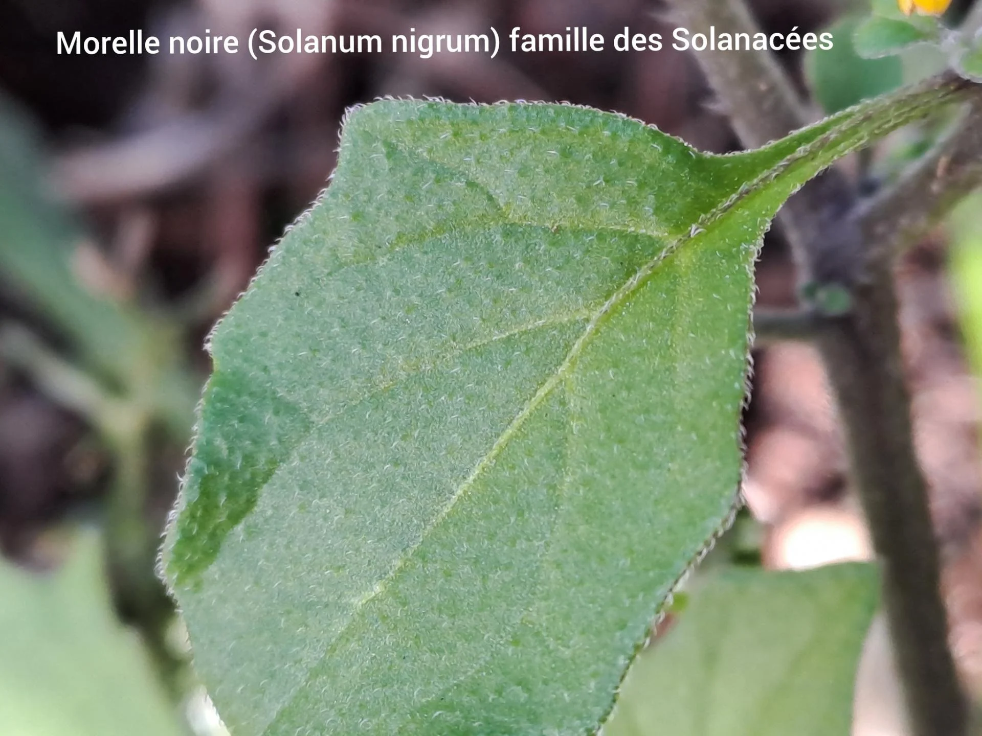 Morelle noire 05 11 25 02