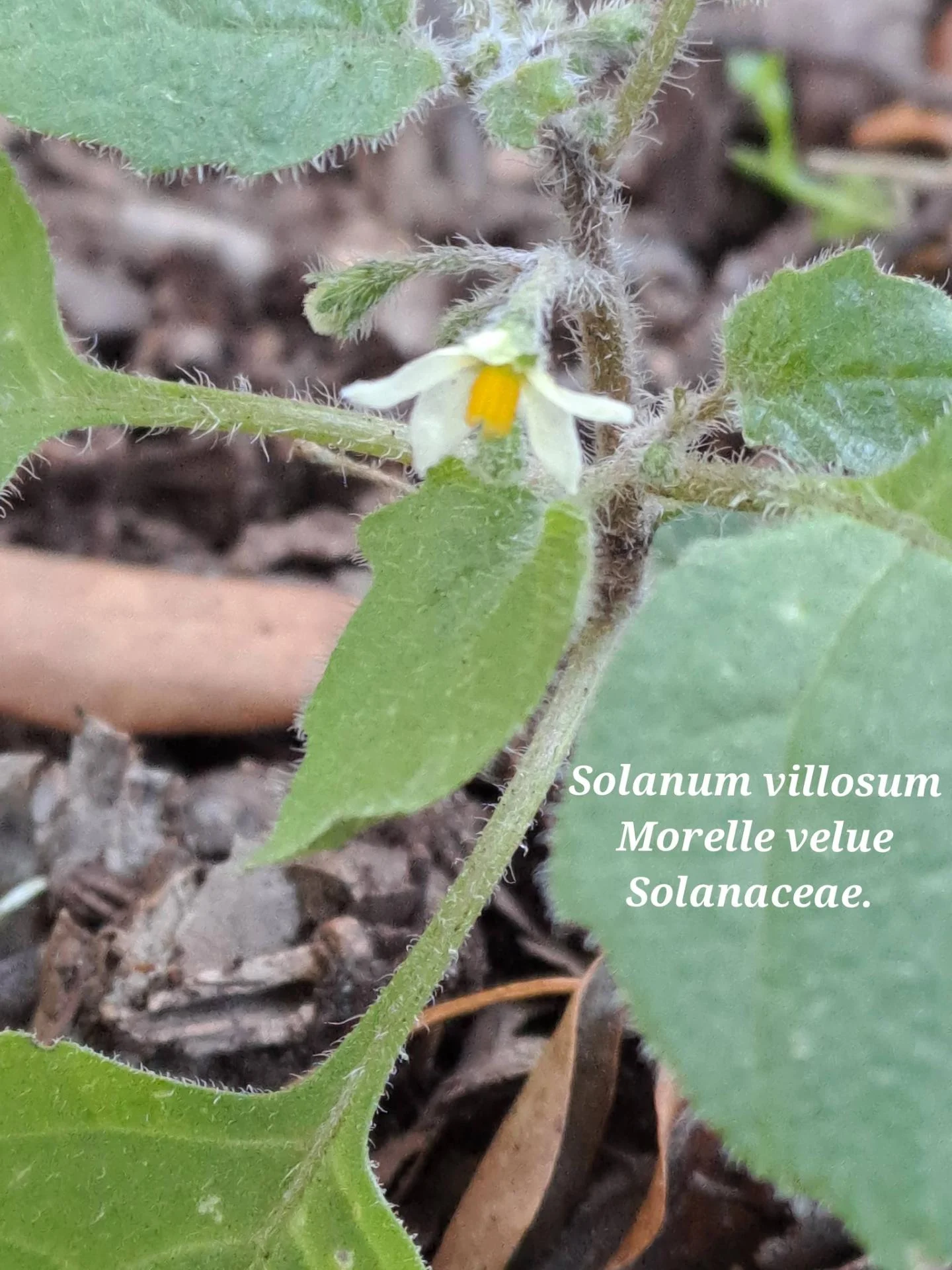 Morelle velue 01 07 01 26