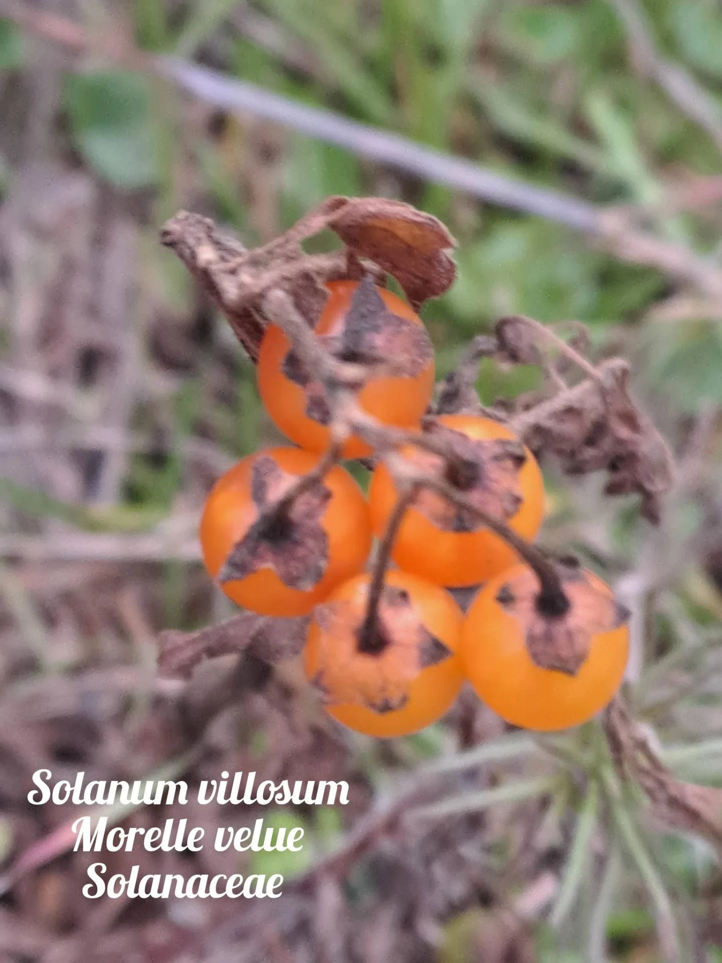 Morelle velue 01 10 12 25