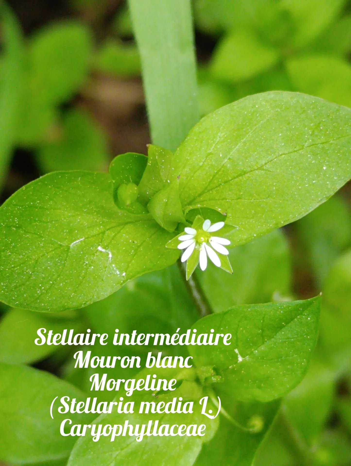 Mouron blanc 01 25 03 26