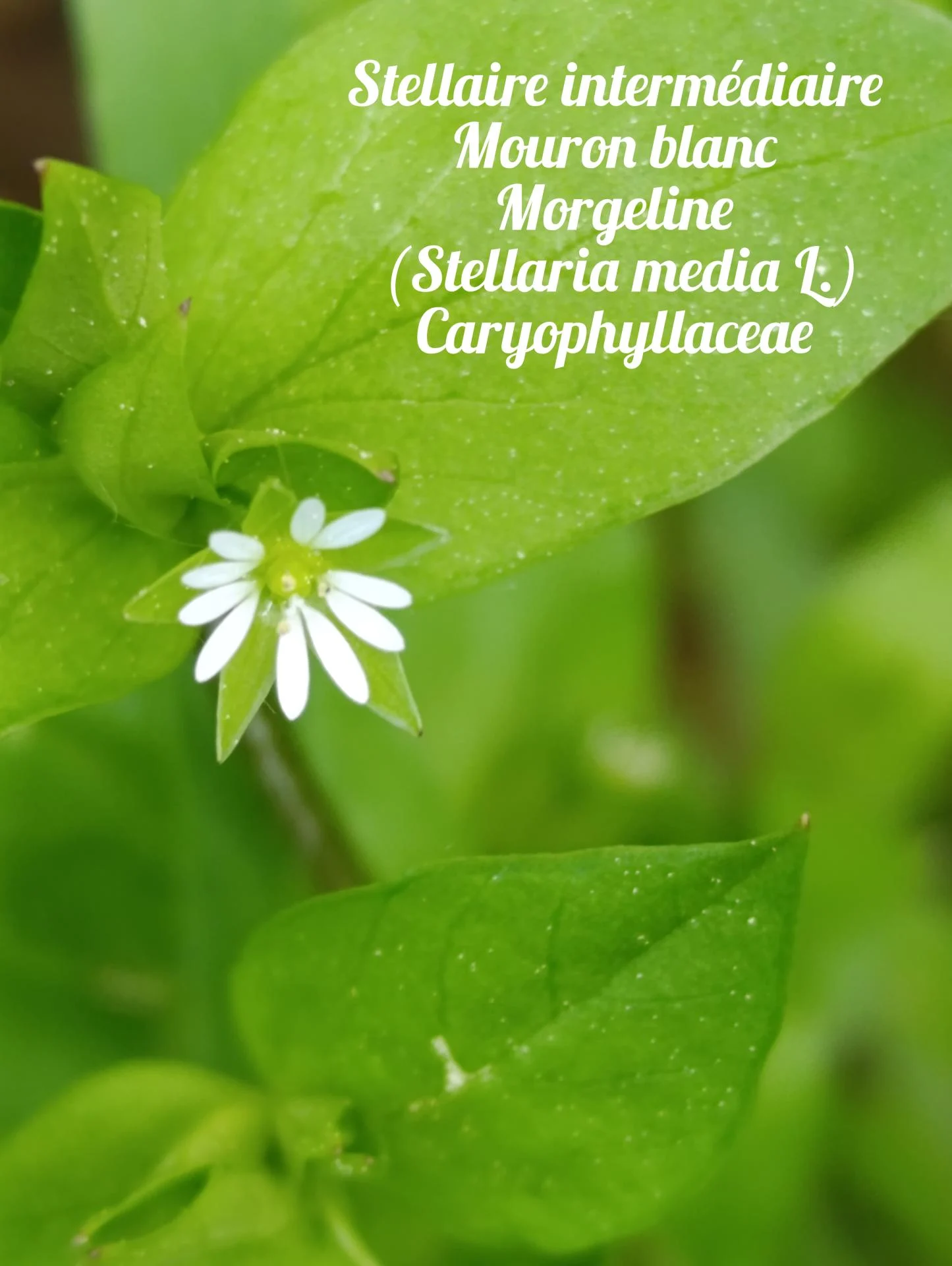 Mouron blanc 02 25 03 26