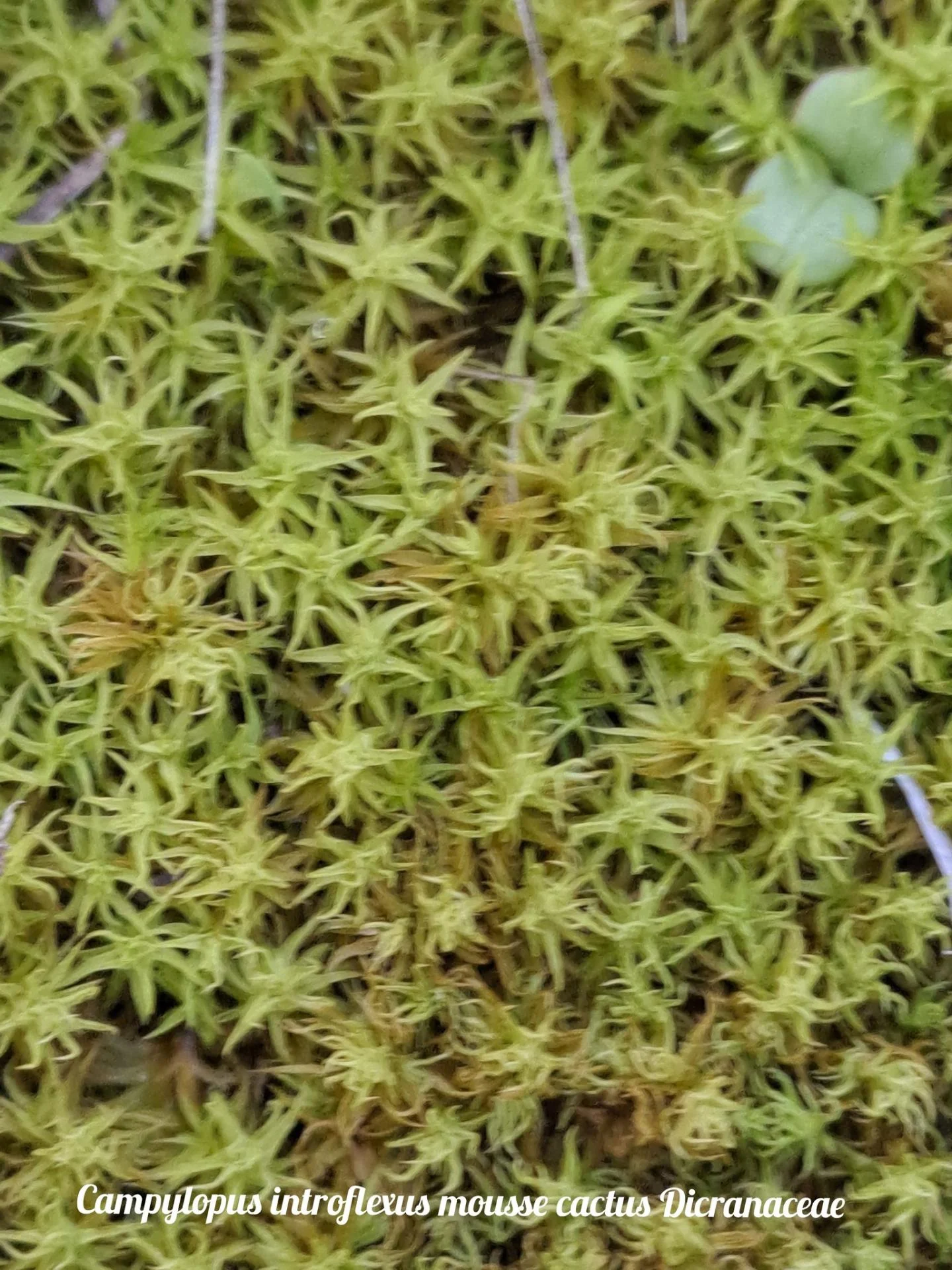 Mousse cactus 20 11 25 01