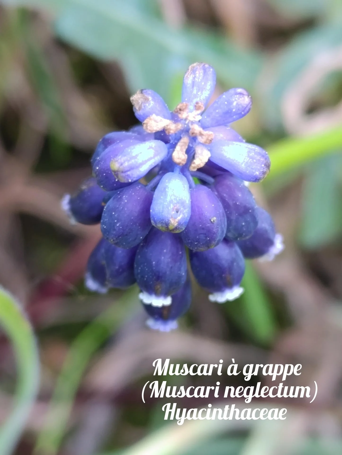 Muscari a grappes 01 25 03 26