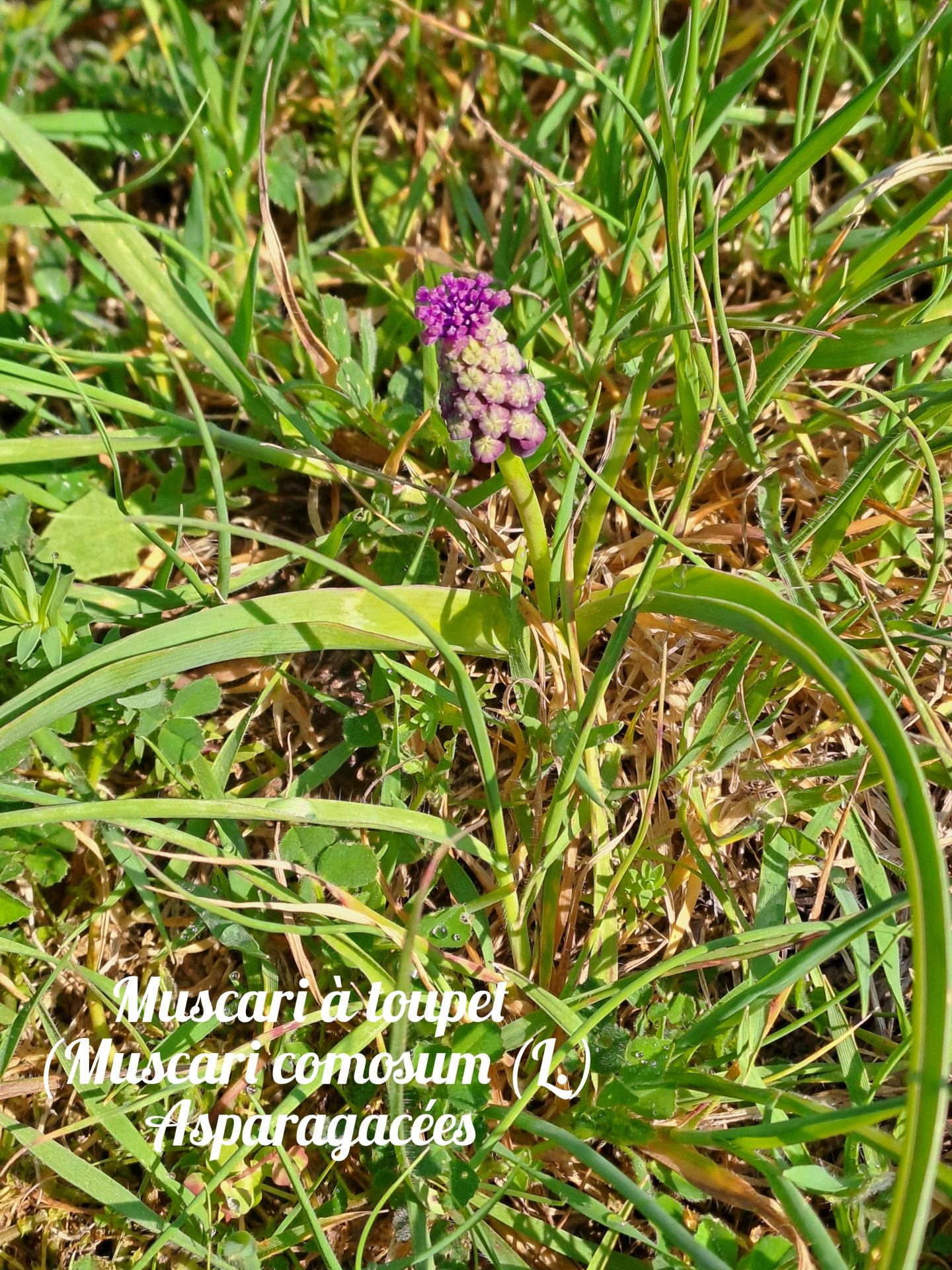 Muscari a toupet 01 23 03 26