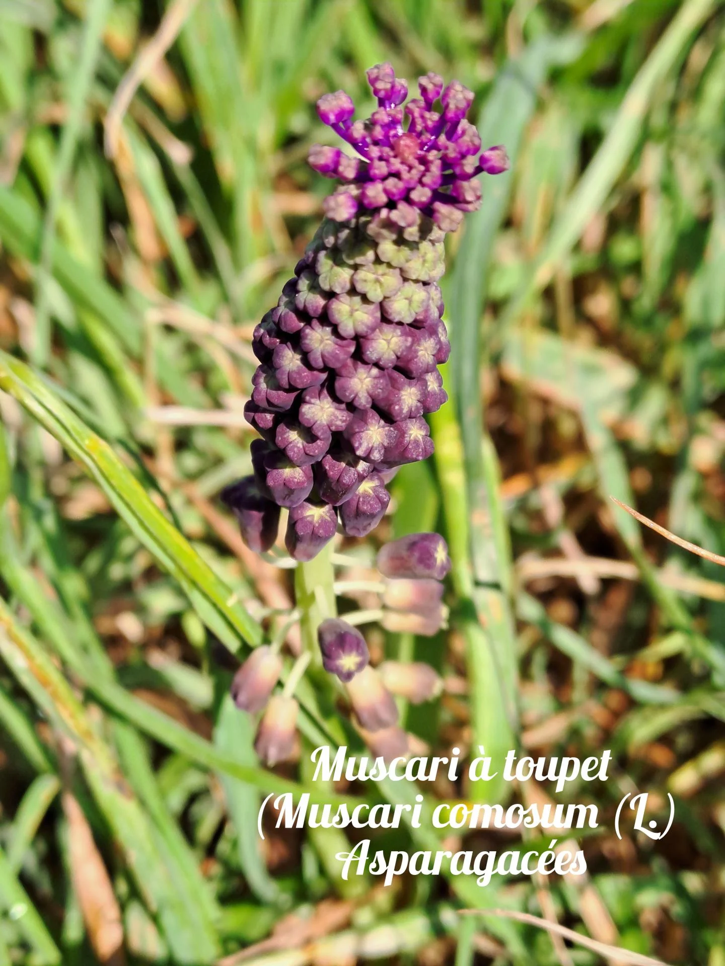 Muscari a toupet 02 23 03 26
