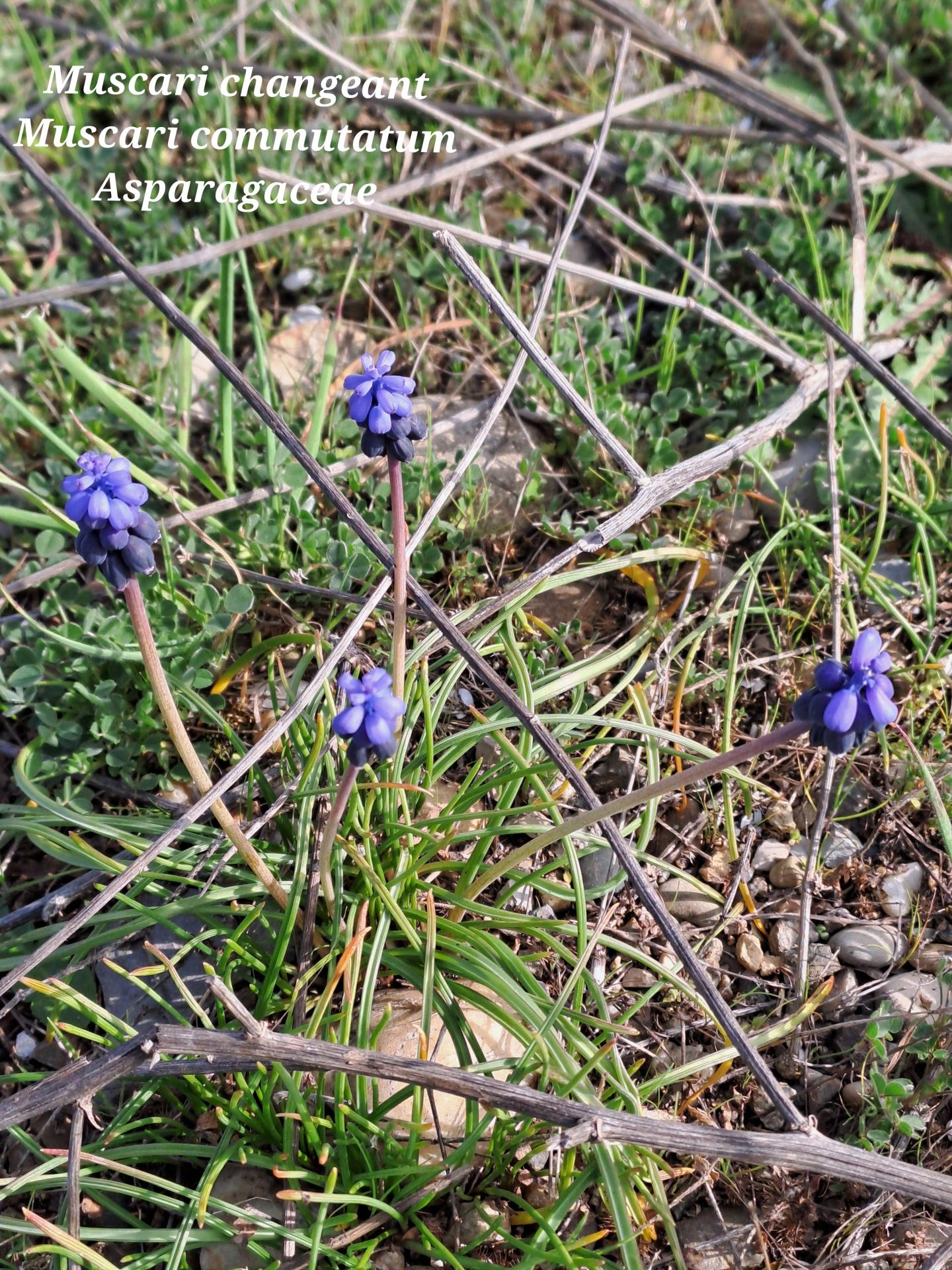 Muscari changeant 01 04 03 26