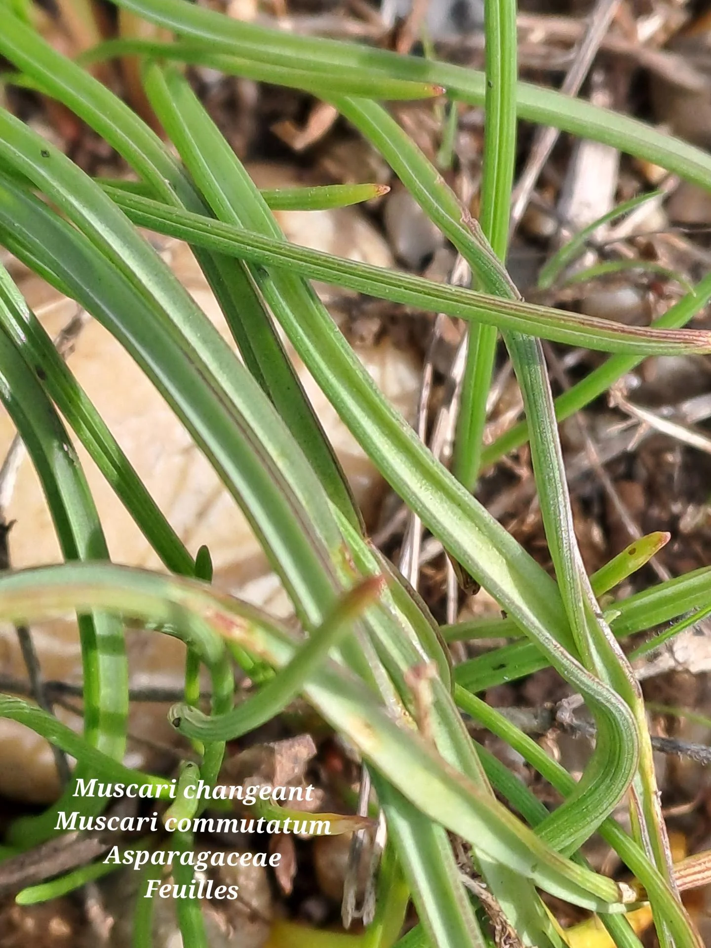 Muscari changeant 02 04 03 26