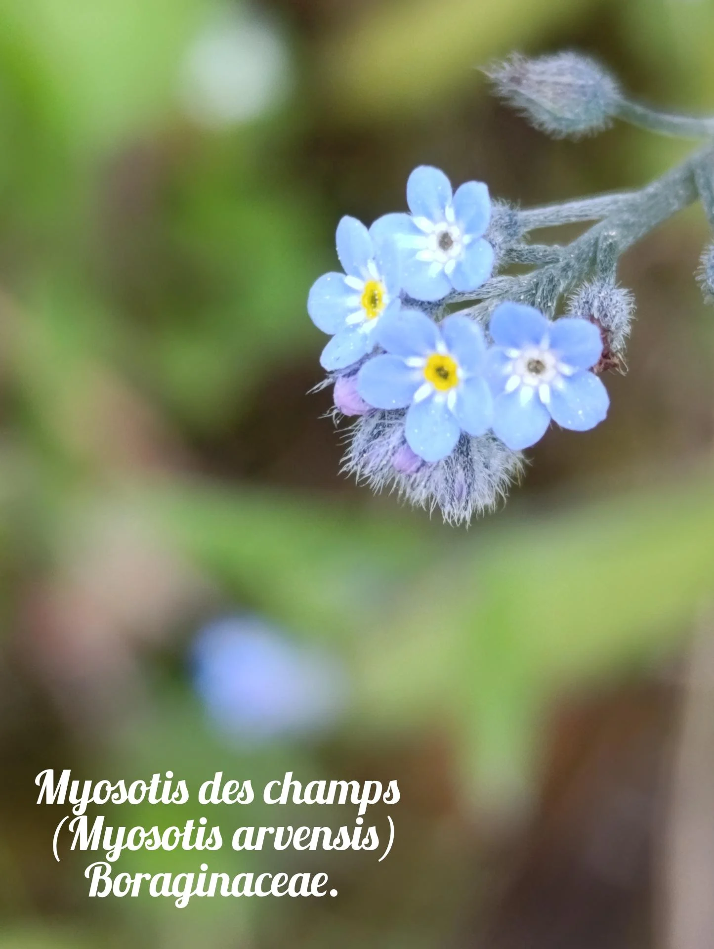 Myosotis des champs 01 25 03 26