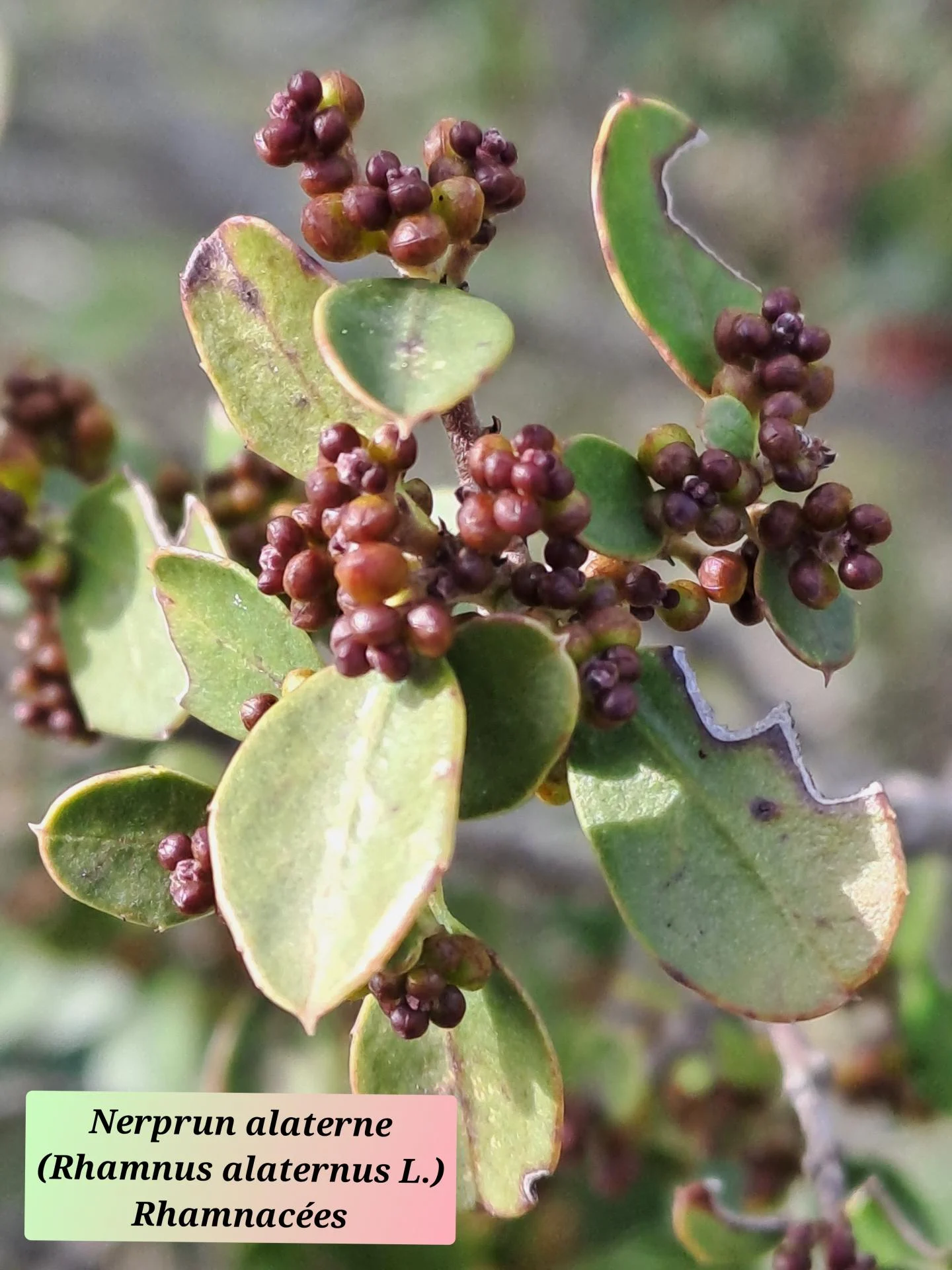 Nerprun alaterne 01 18 02 26