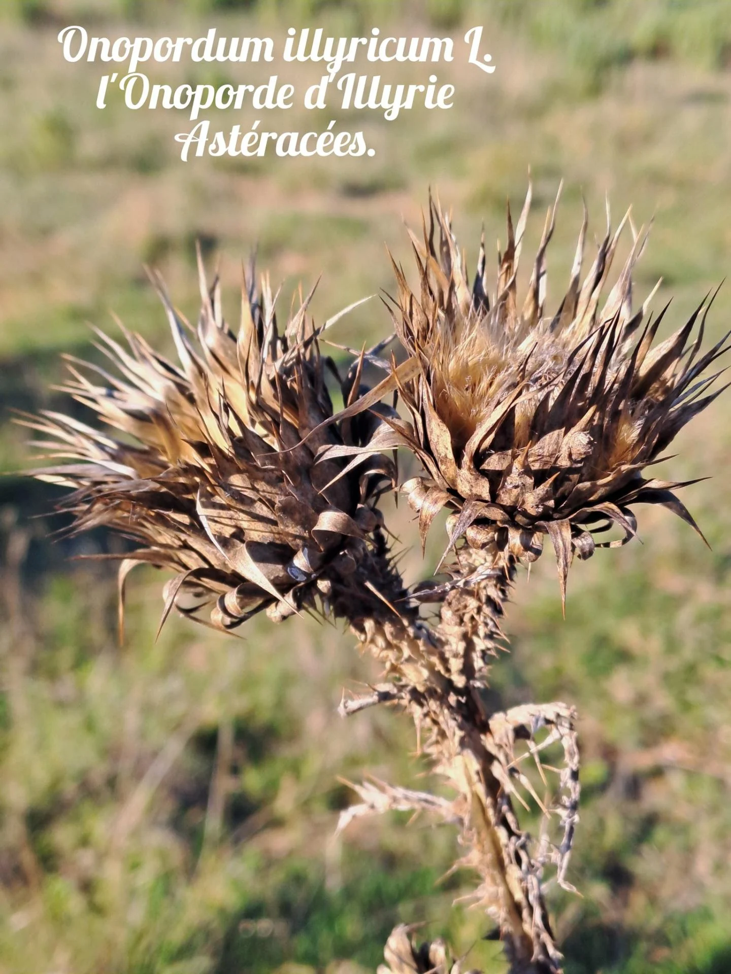 Onoporde d illyrie20 11 25 01