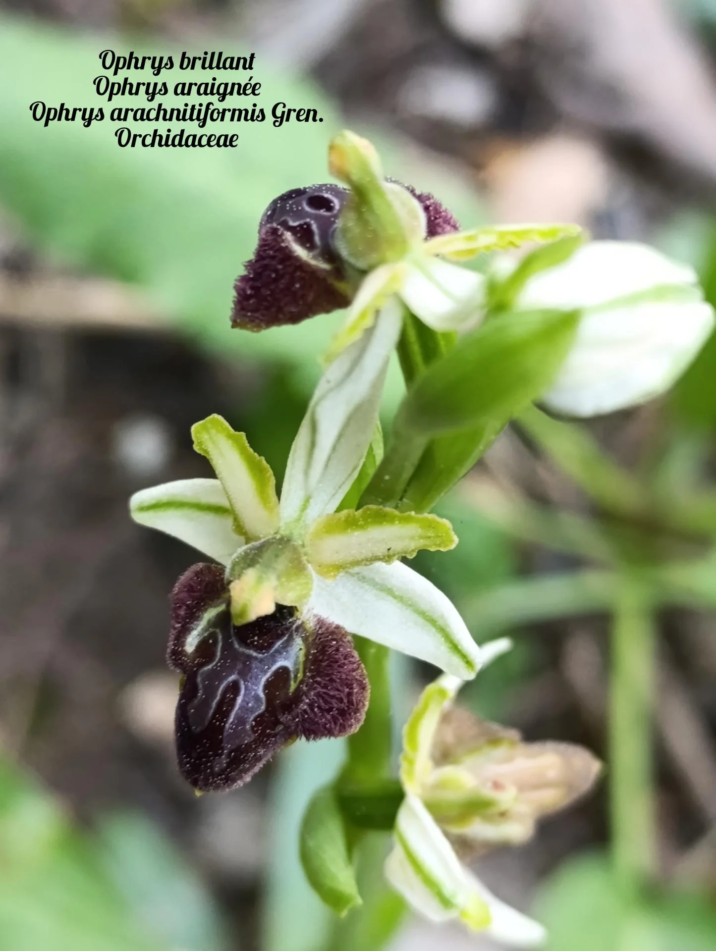 Ophrys araignee 02 25 03 27