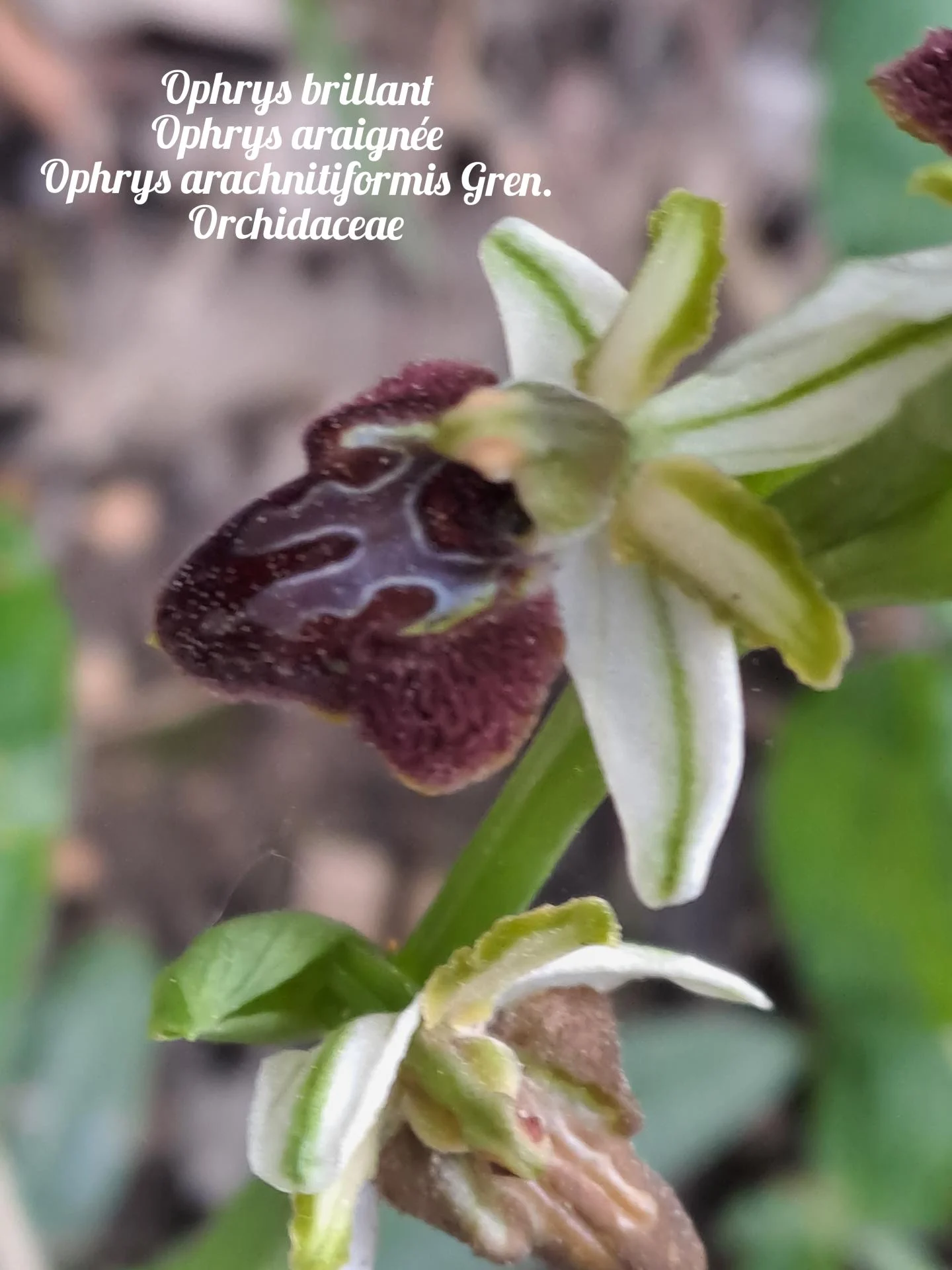 Ophrys araignee 03 25 03 27