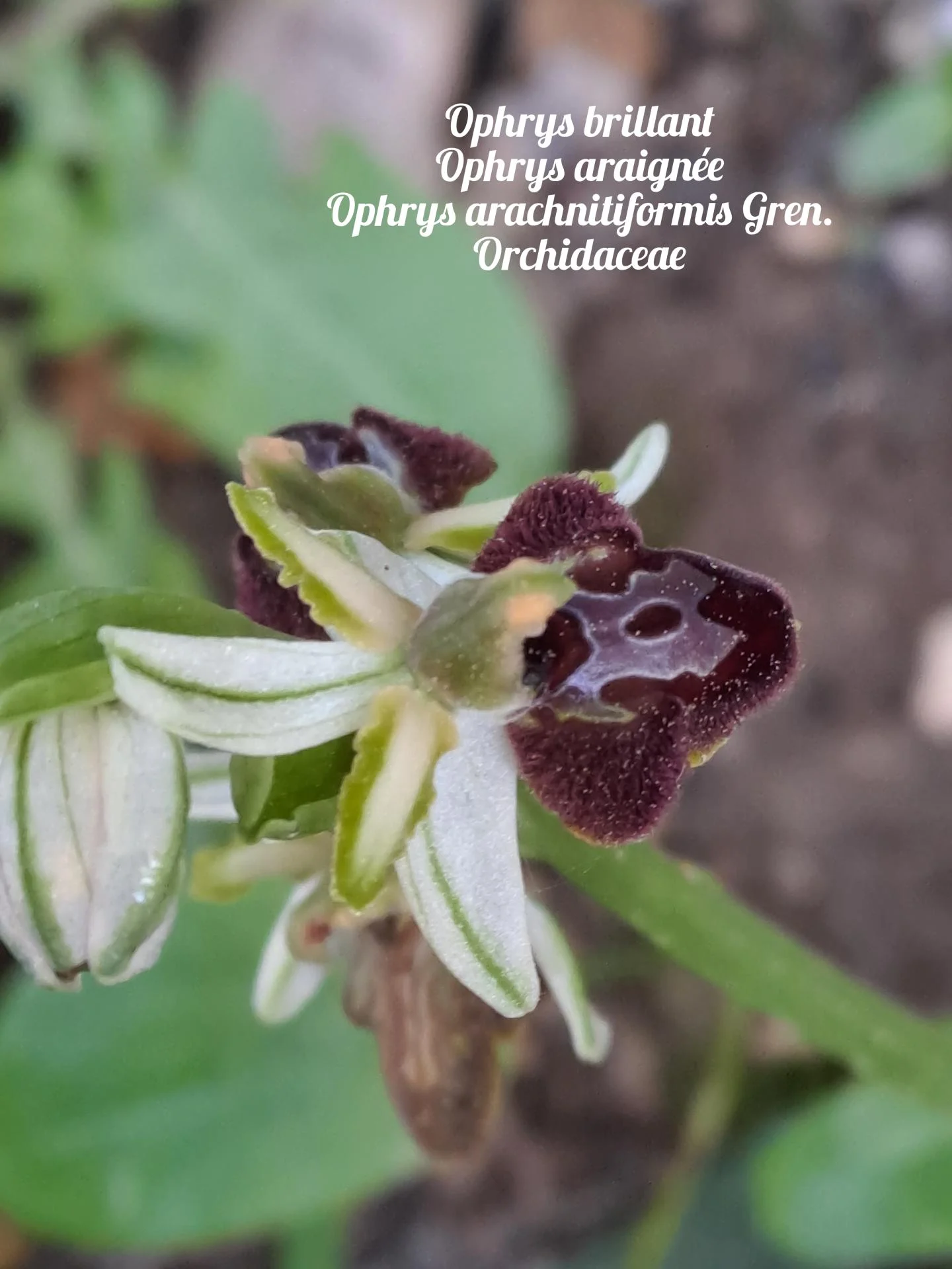 Ophrys araignee 04 25 03 27