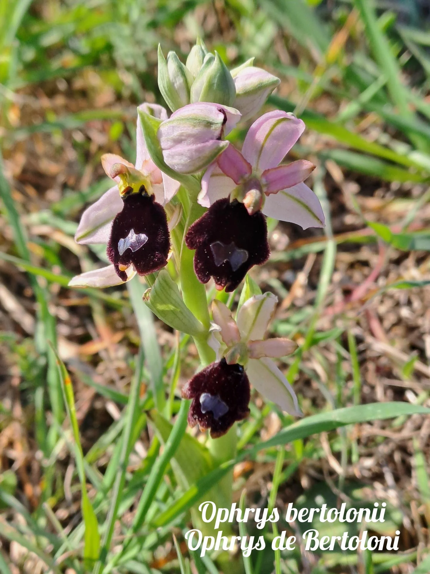 Ophrys bertolonii 01 23 03 26