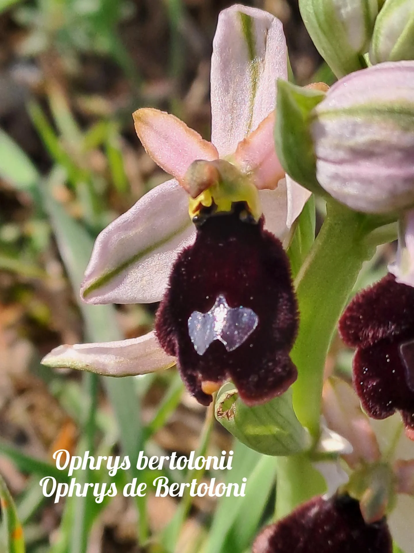 Ophrys bertolonii 02 23 03 26