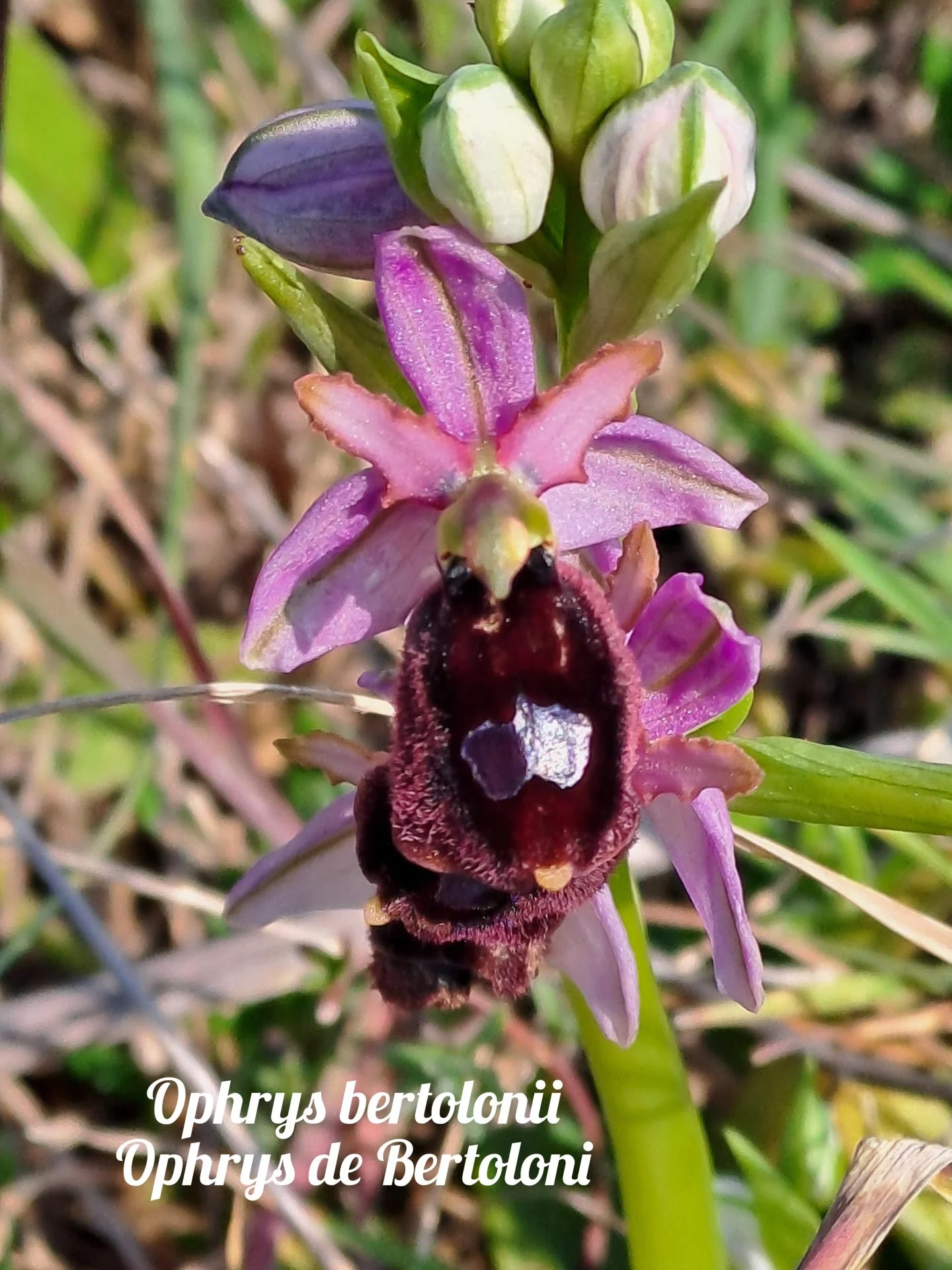 Ophrys bertolonii 03 23 03 26