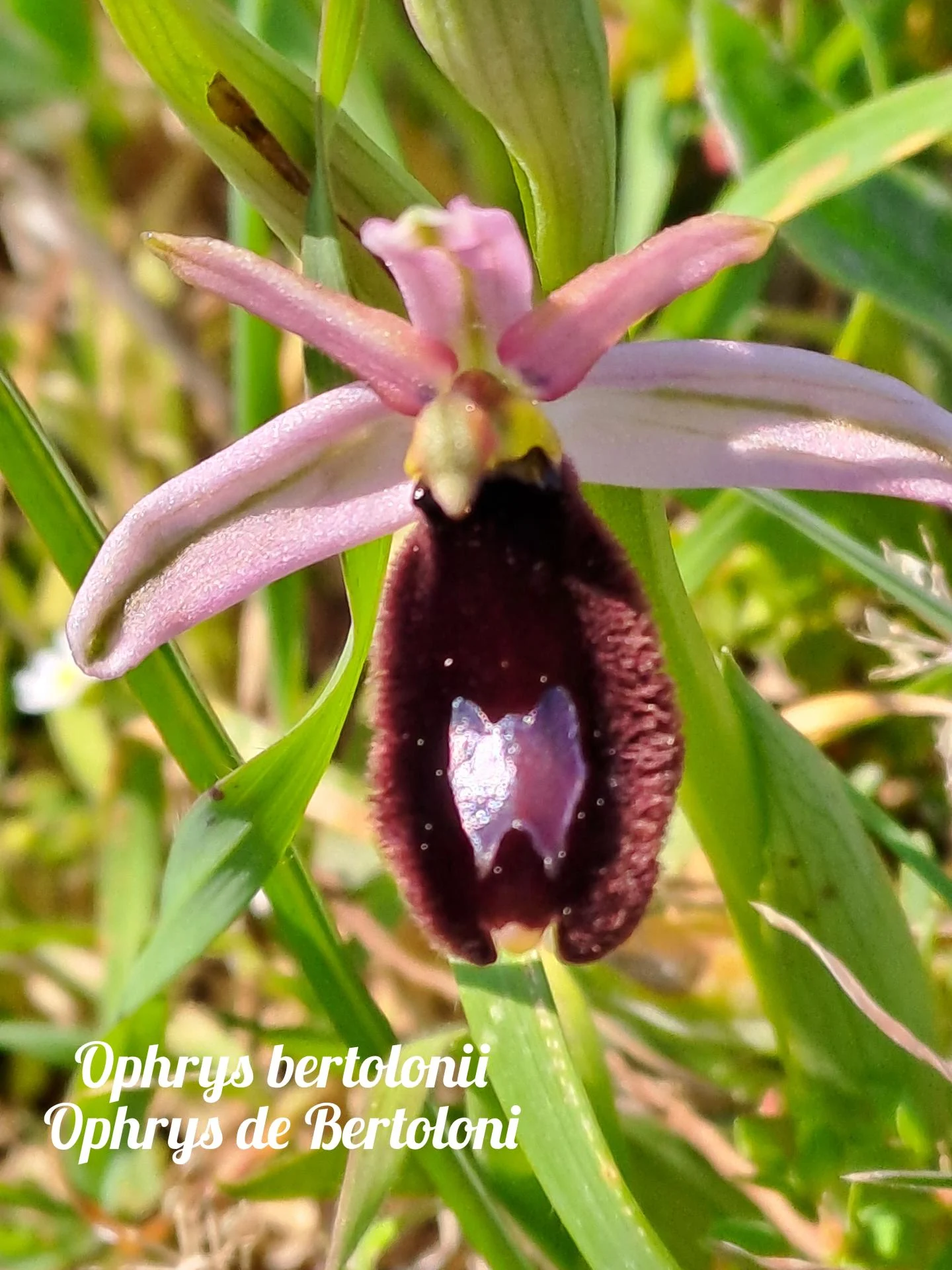 Ophrys bertolonii 04 23 03 26
