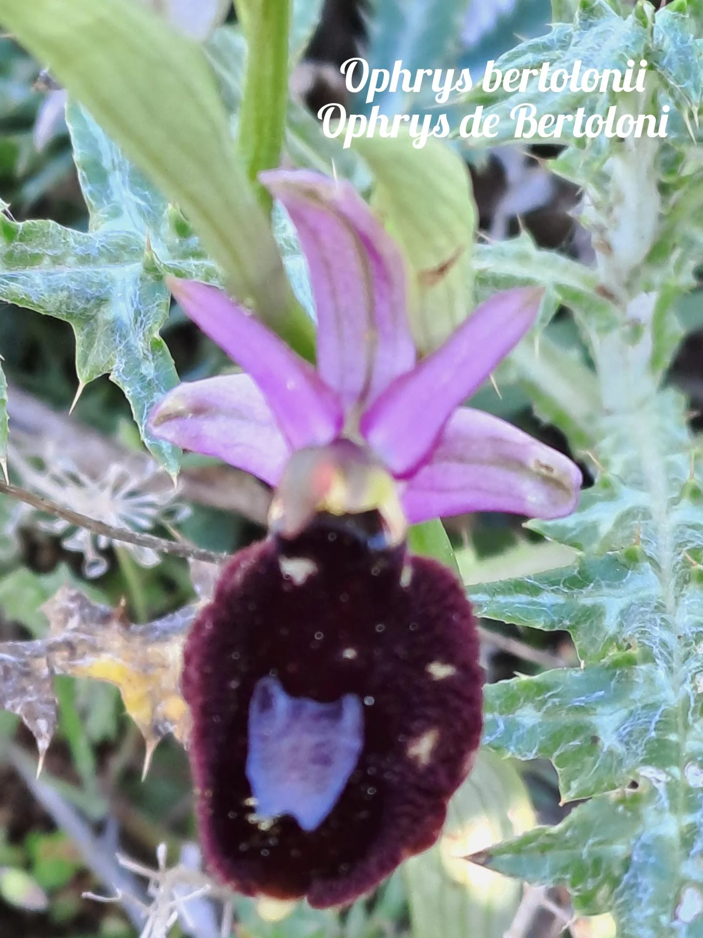 Ophrys bertolonii 05 23 03 26