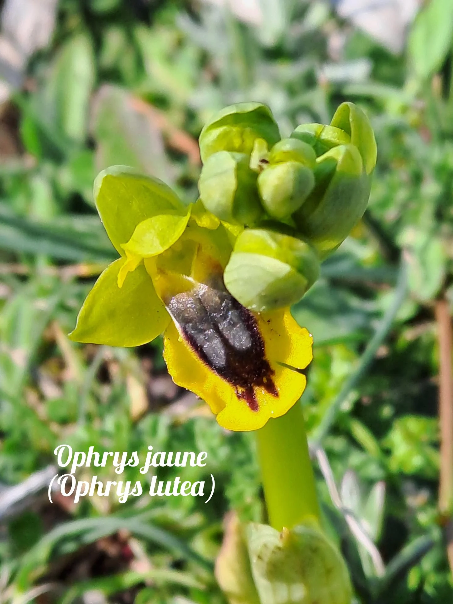 Ophrys jaune 01 23 03 26