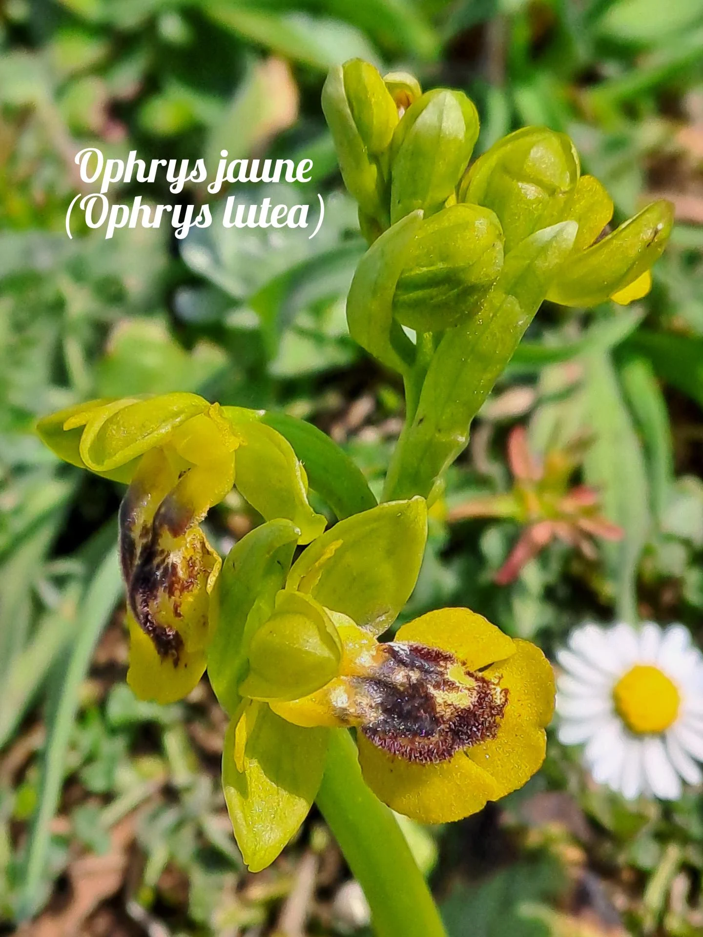 Ophrys jaune 02 23 03 26