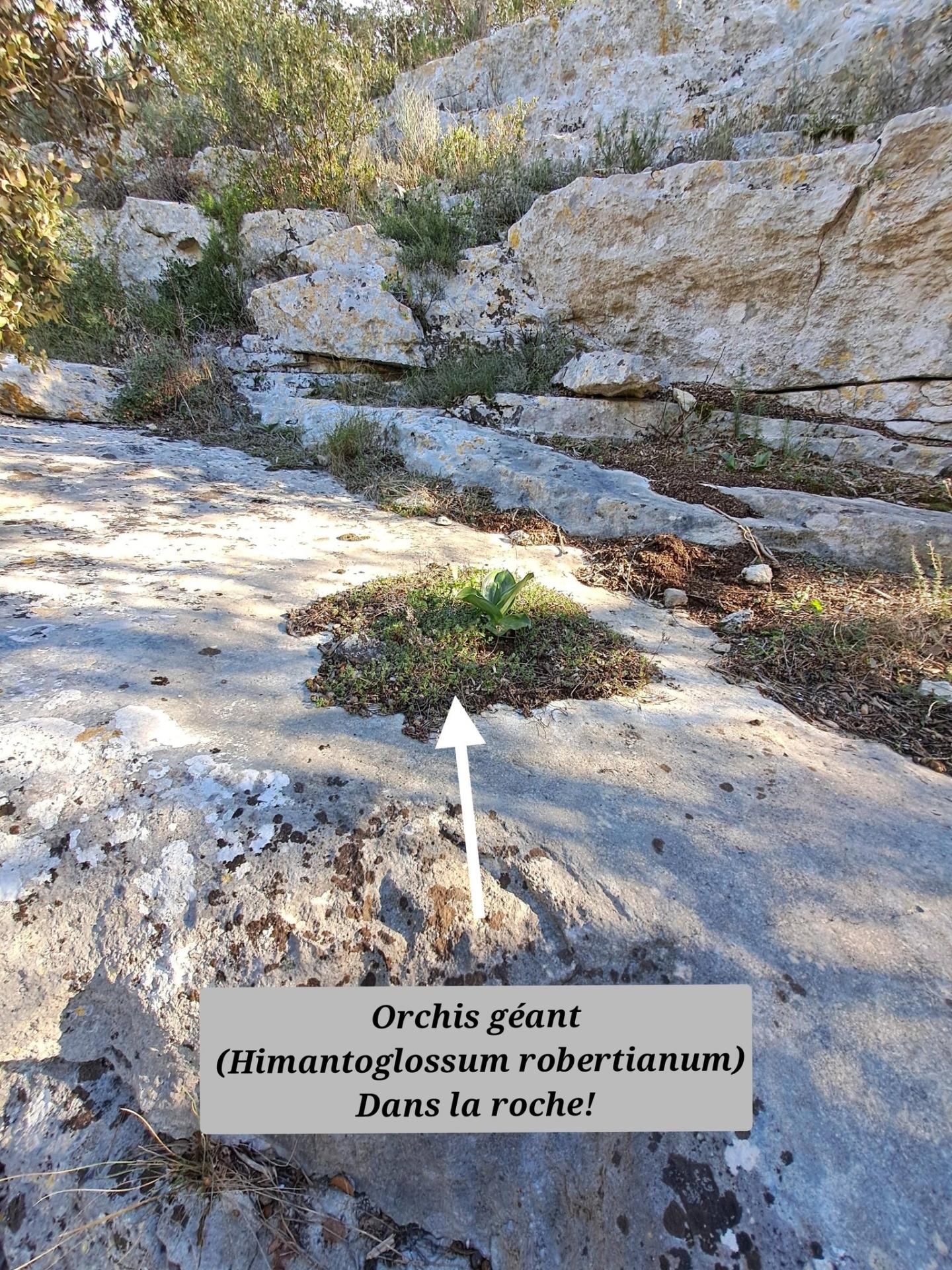 Orchis geant 01 07 01 26