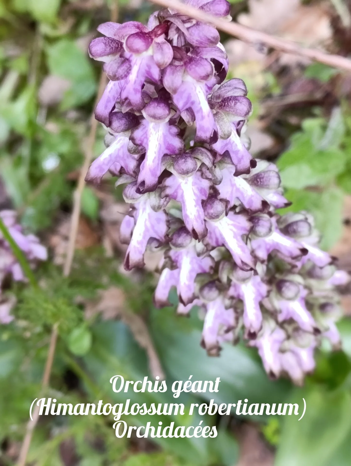 Orchis geant 01 25 03 26