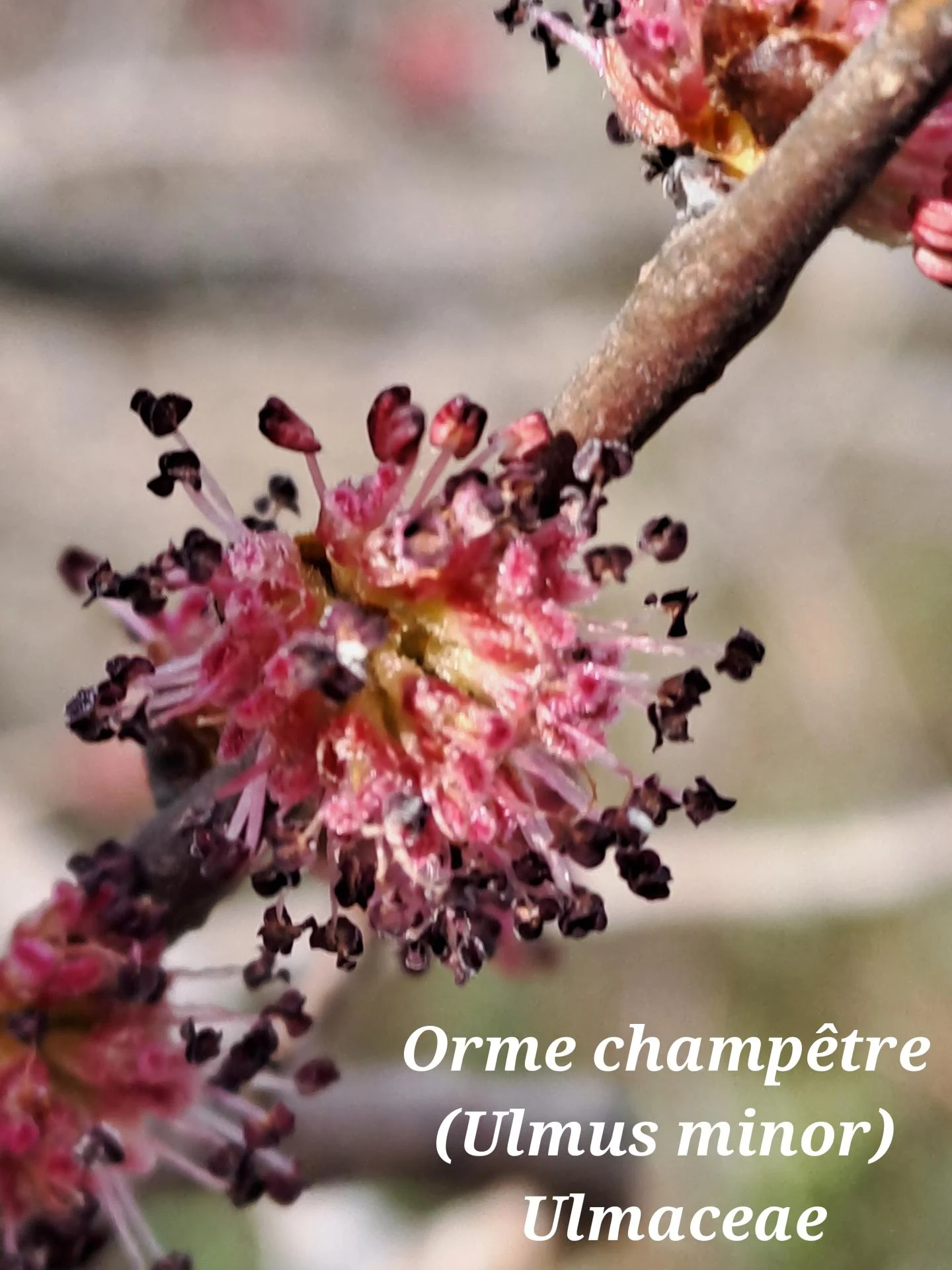 Orme champetre 01 18 02 26