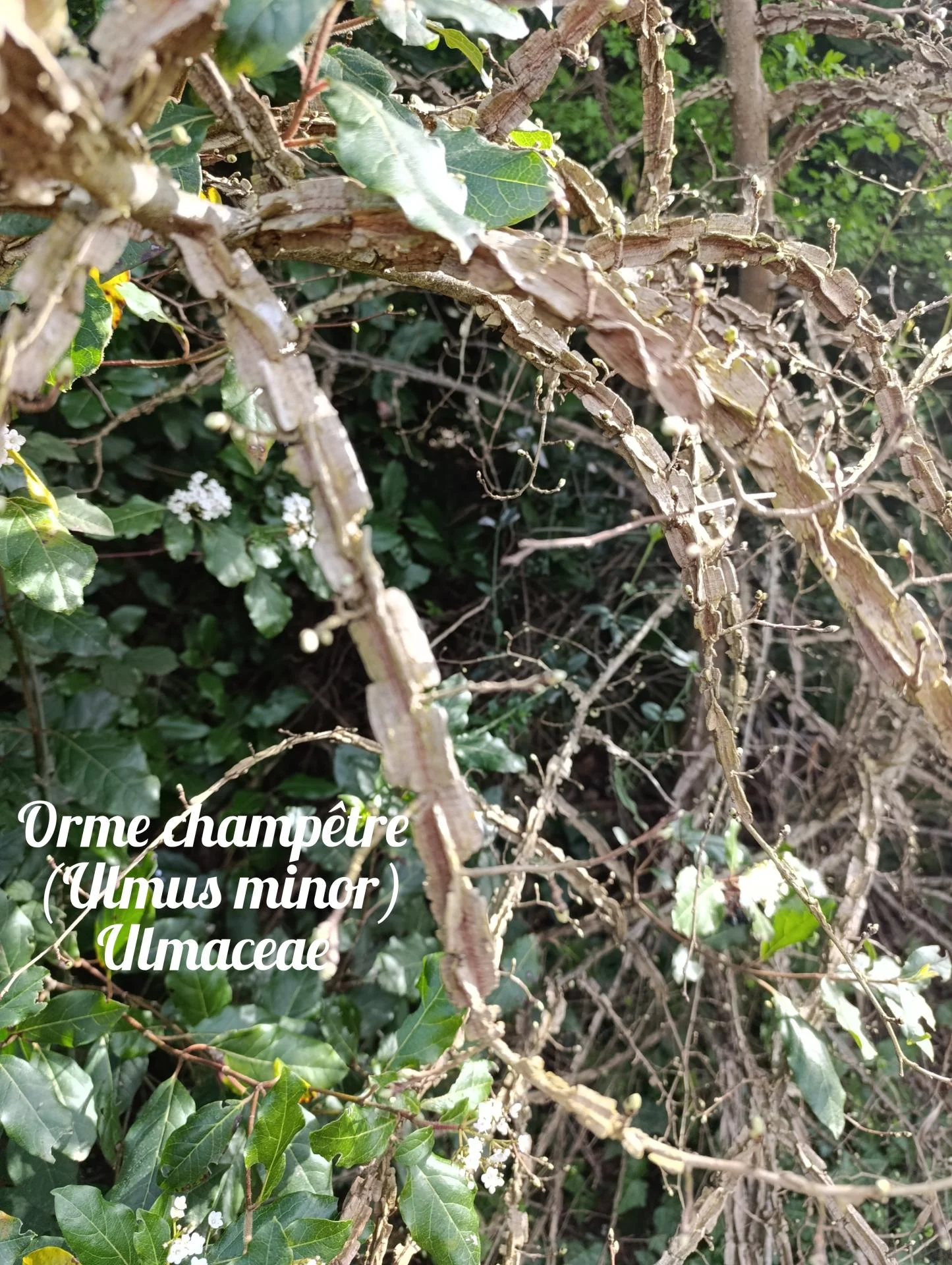 Orme champetre 01 25 03 27